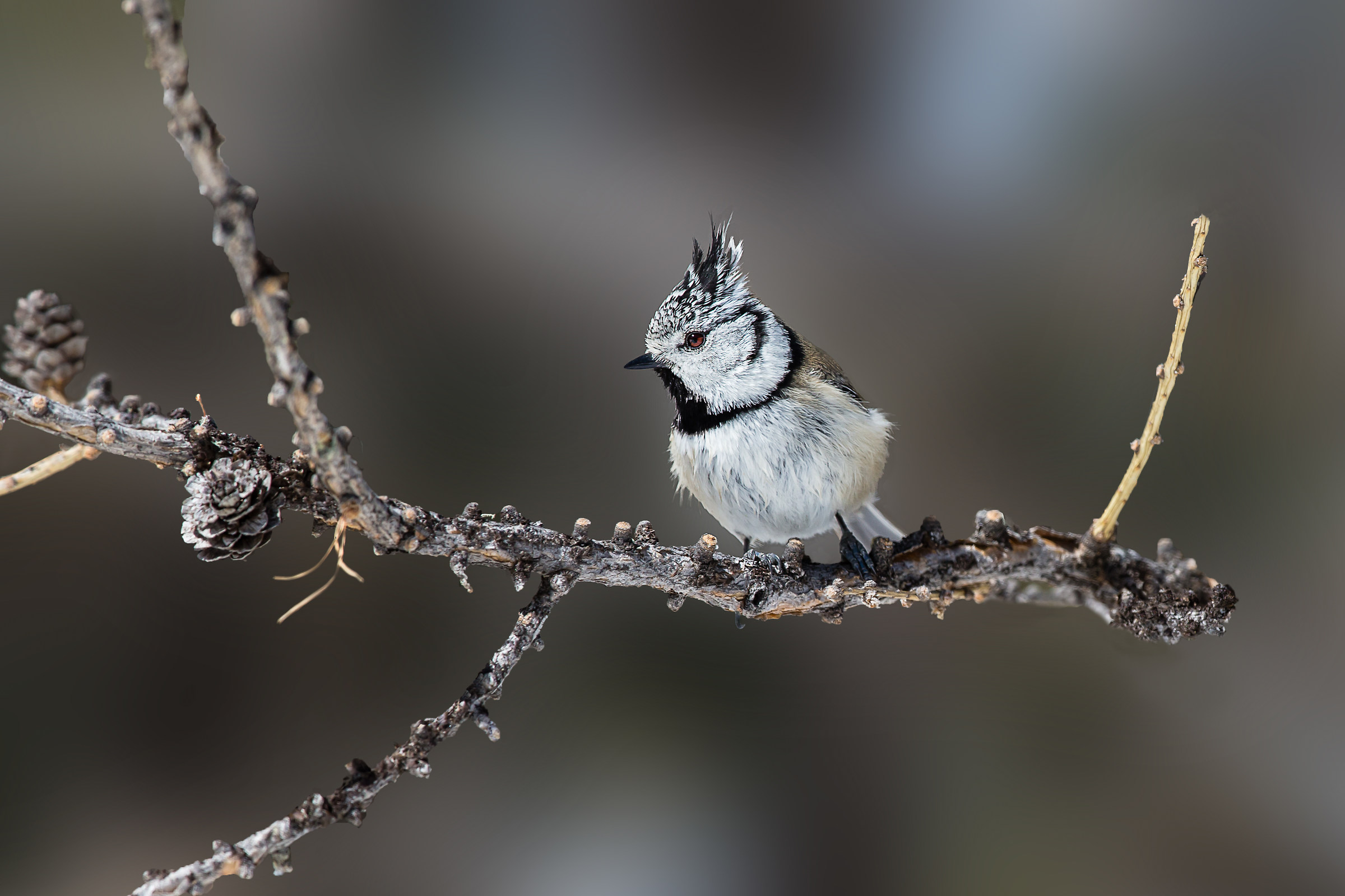 Crested Tit