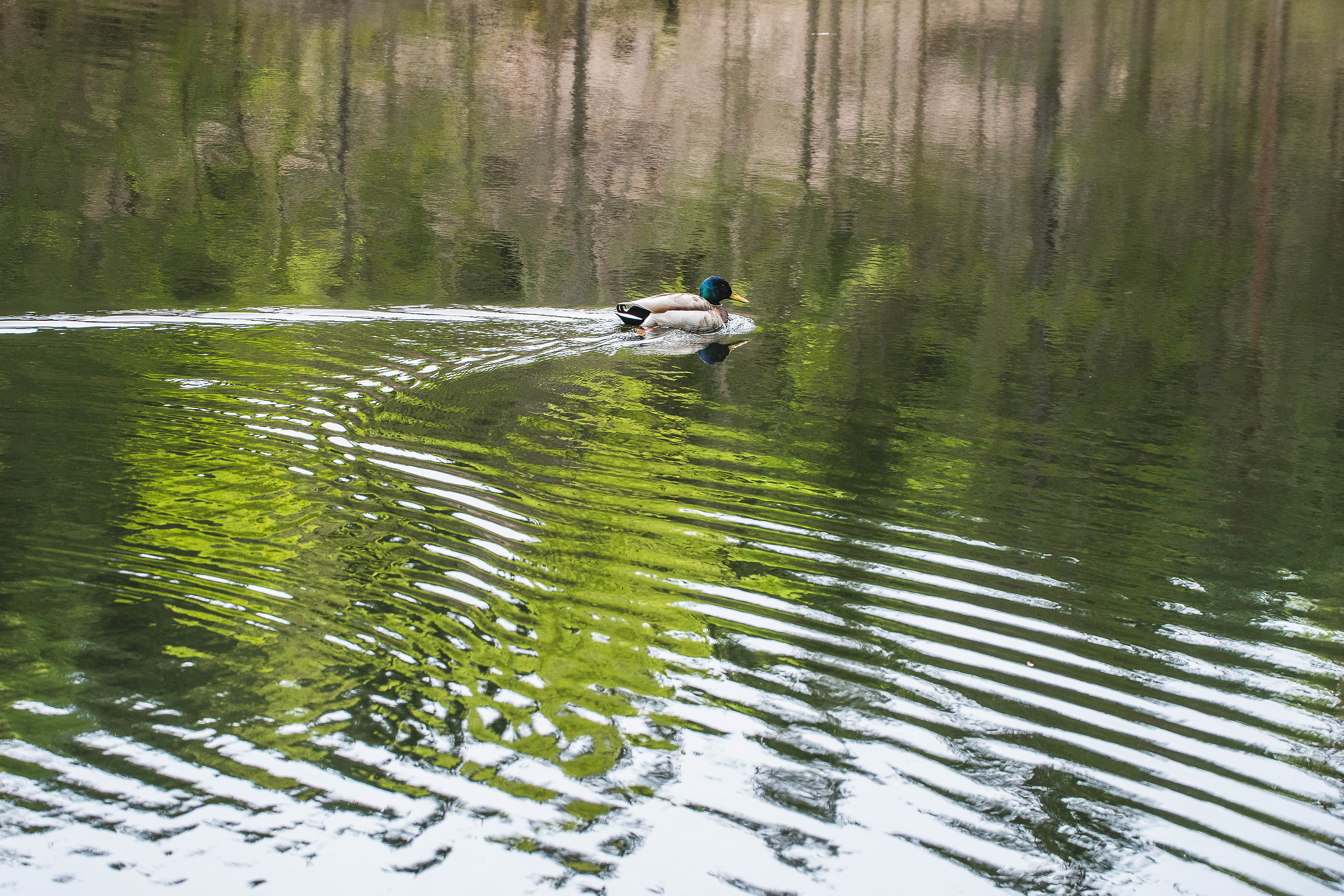 Tistacher See (Austria)