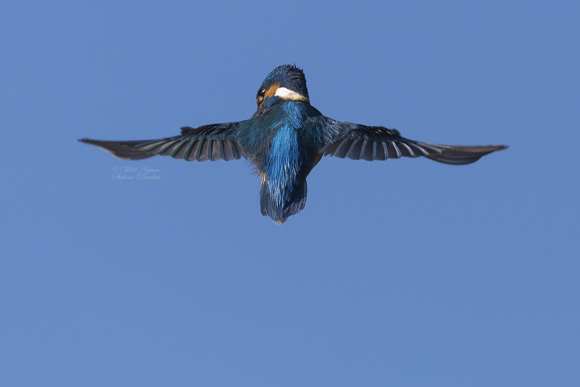 Martino festeggia la "liberazione"