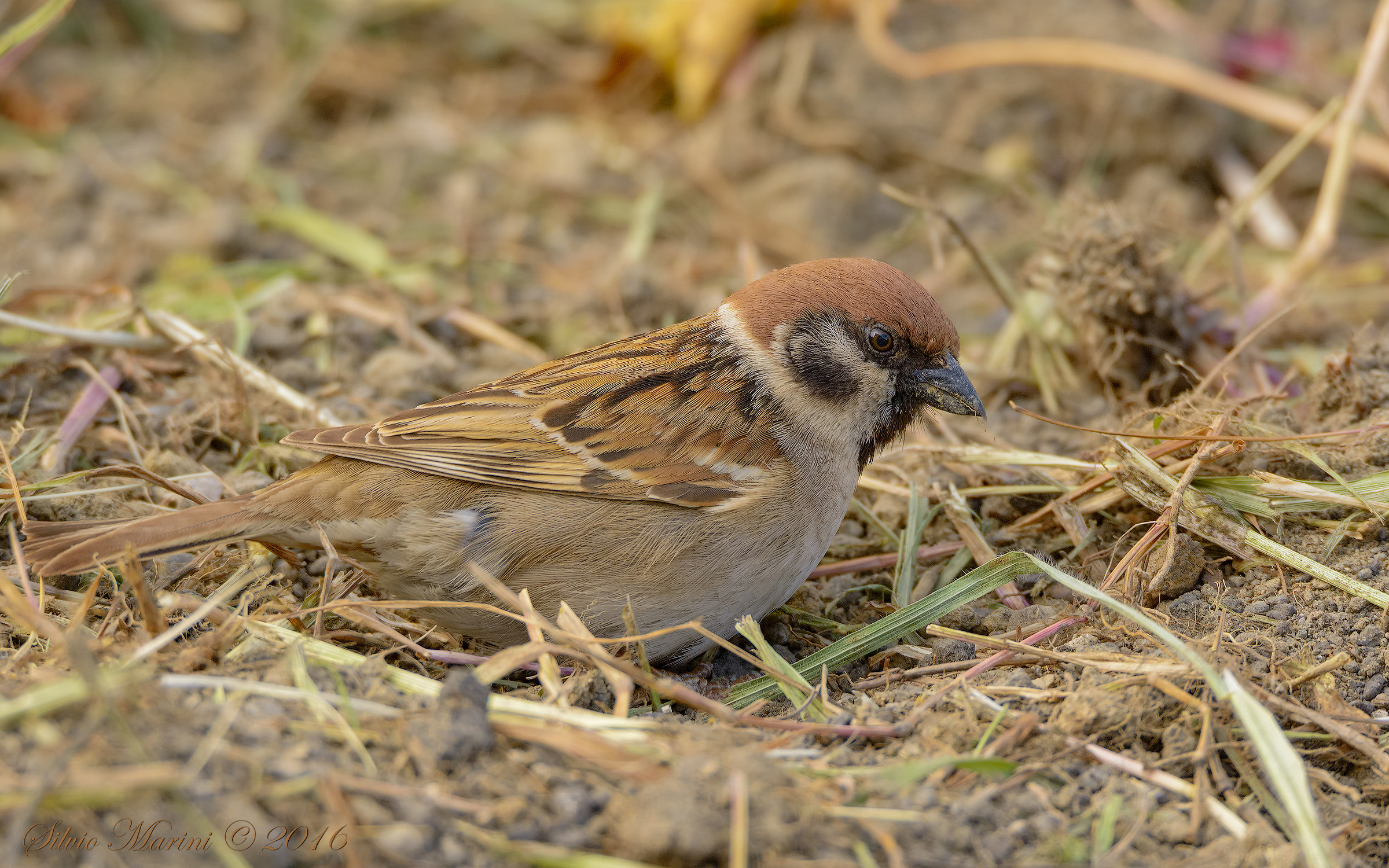 Passera mattugia ( Passer montanus)