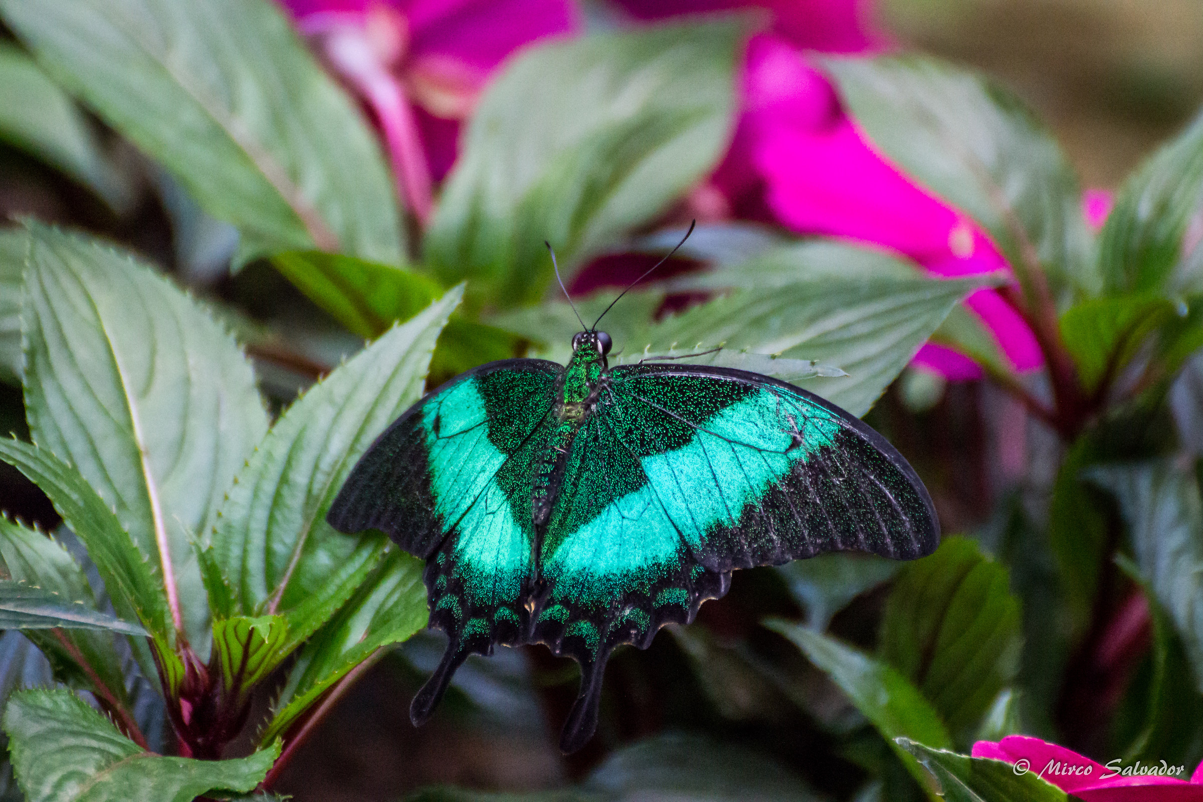Papilio palinurus