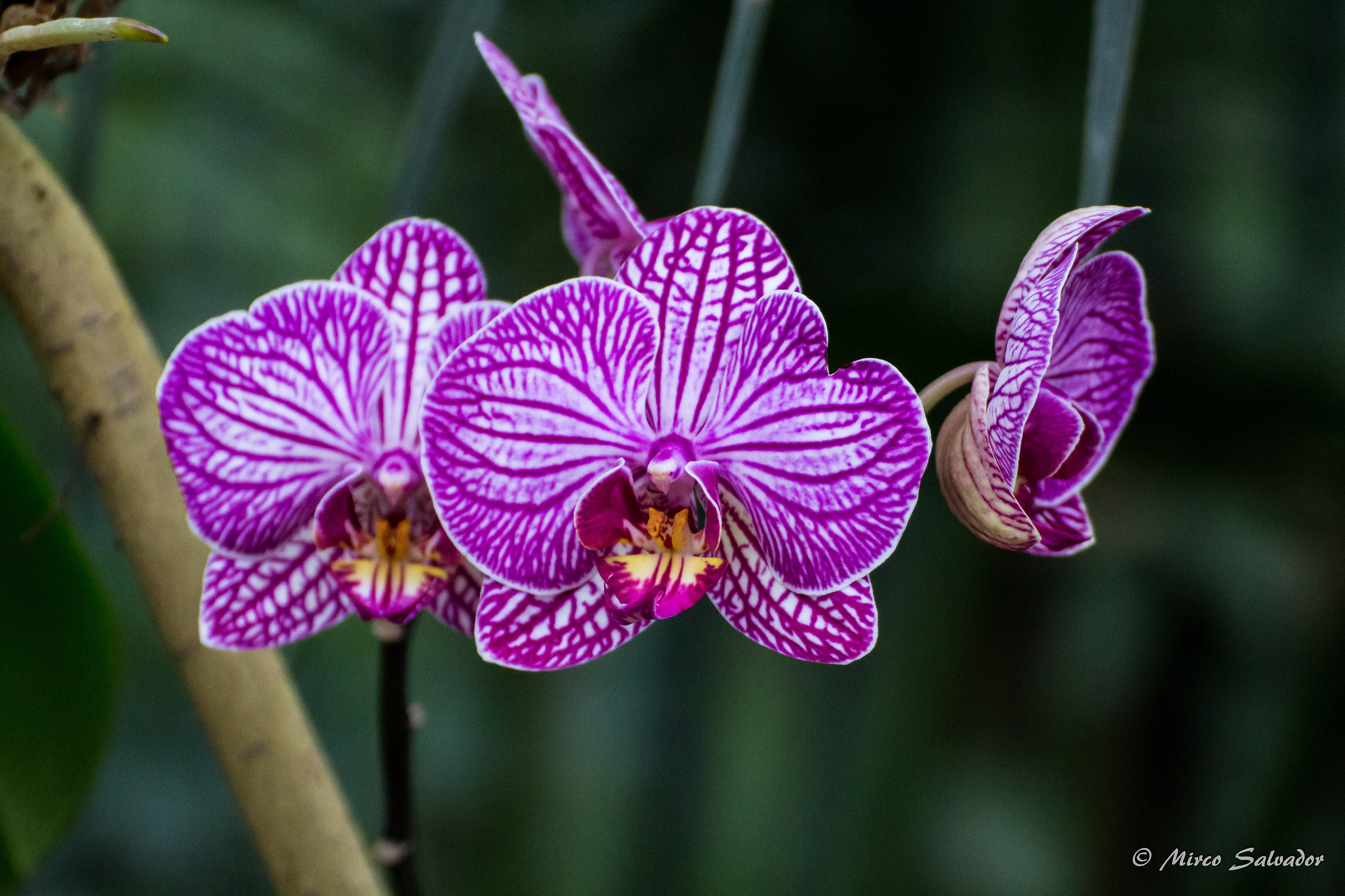 Orchid