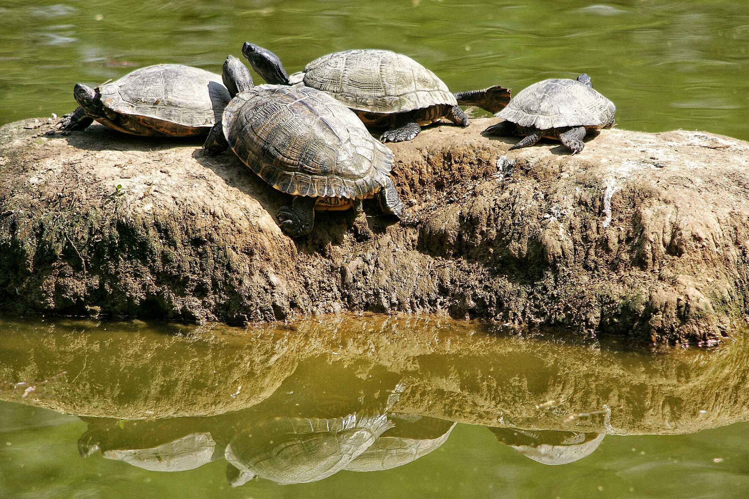 The family on the rock
