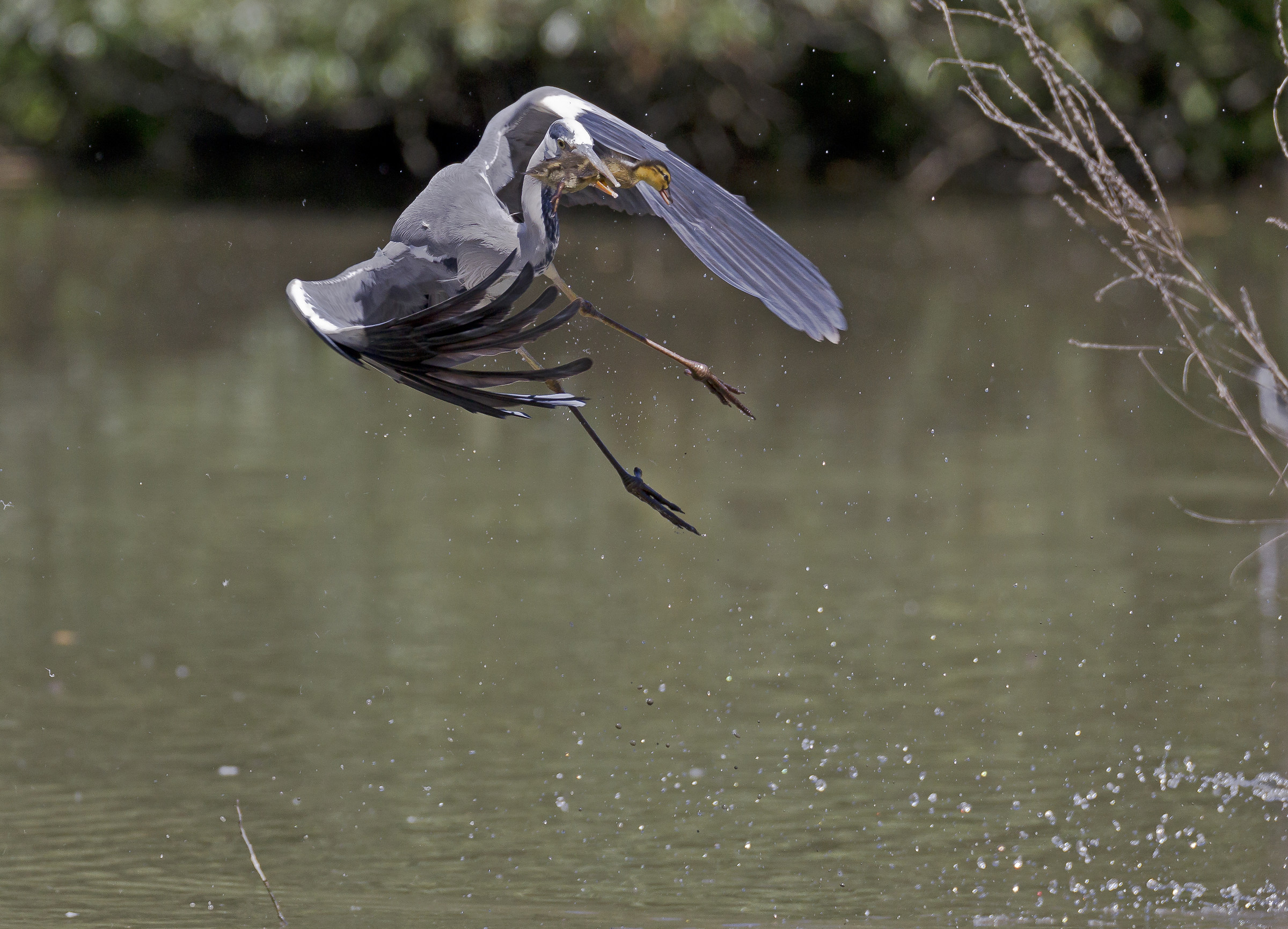 predation germanino1
