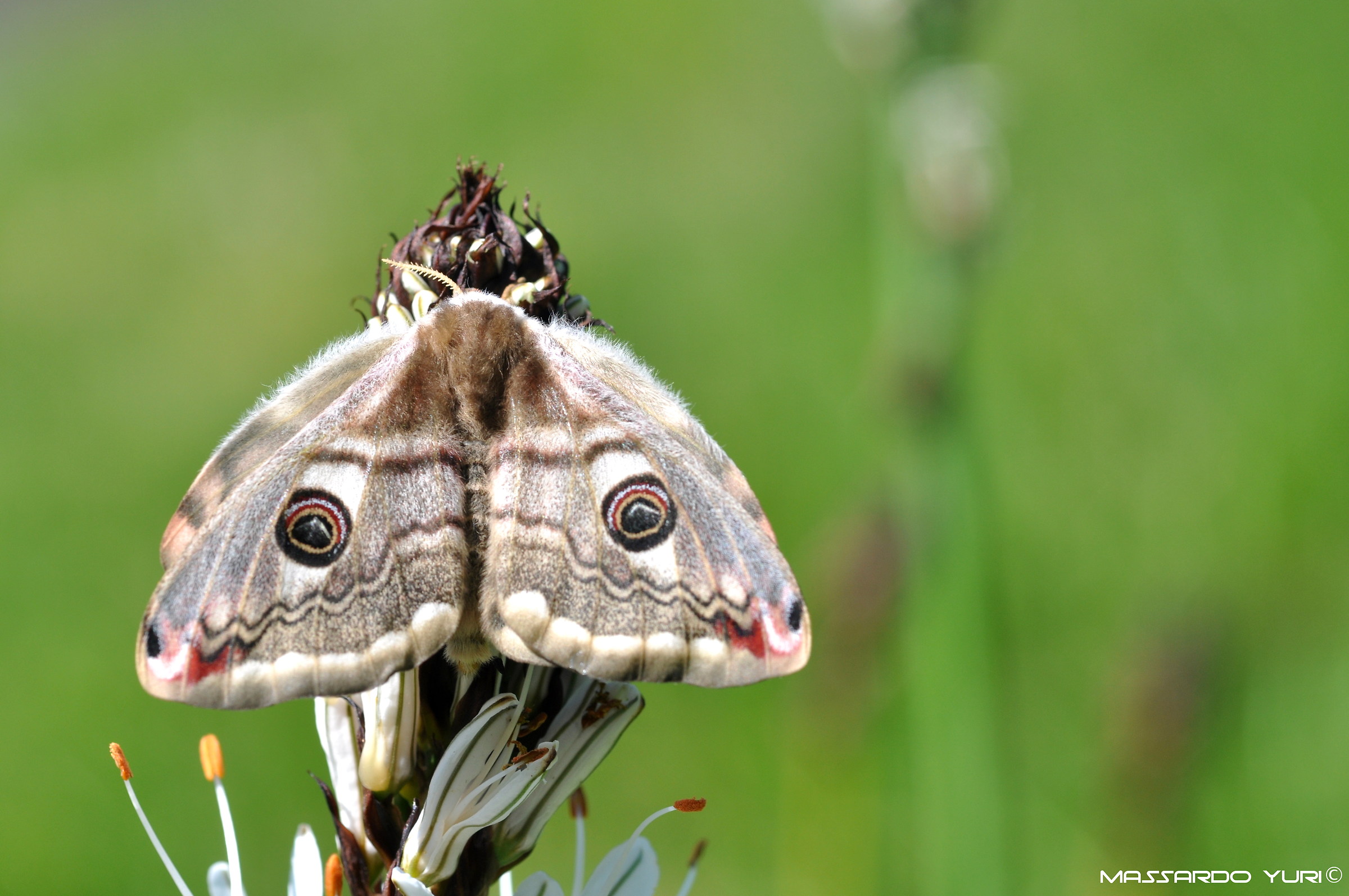 Saturnia pavonia
