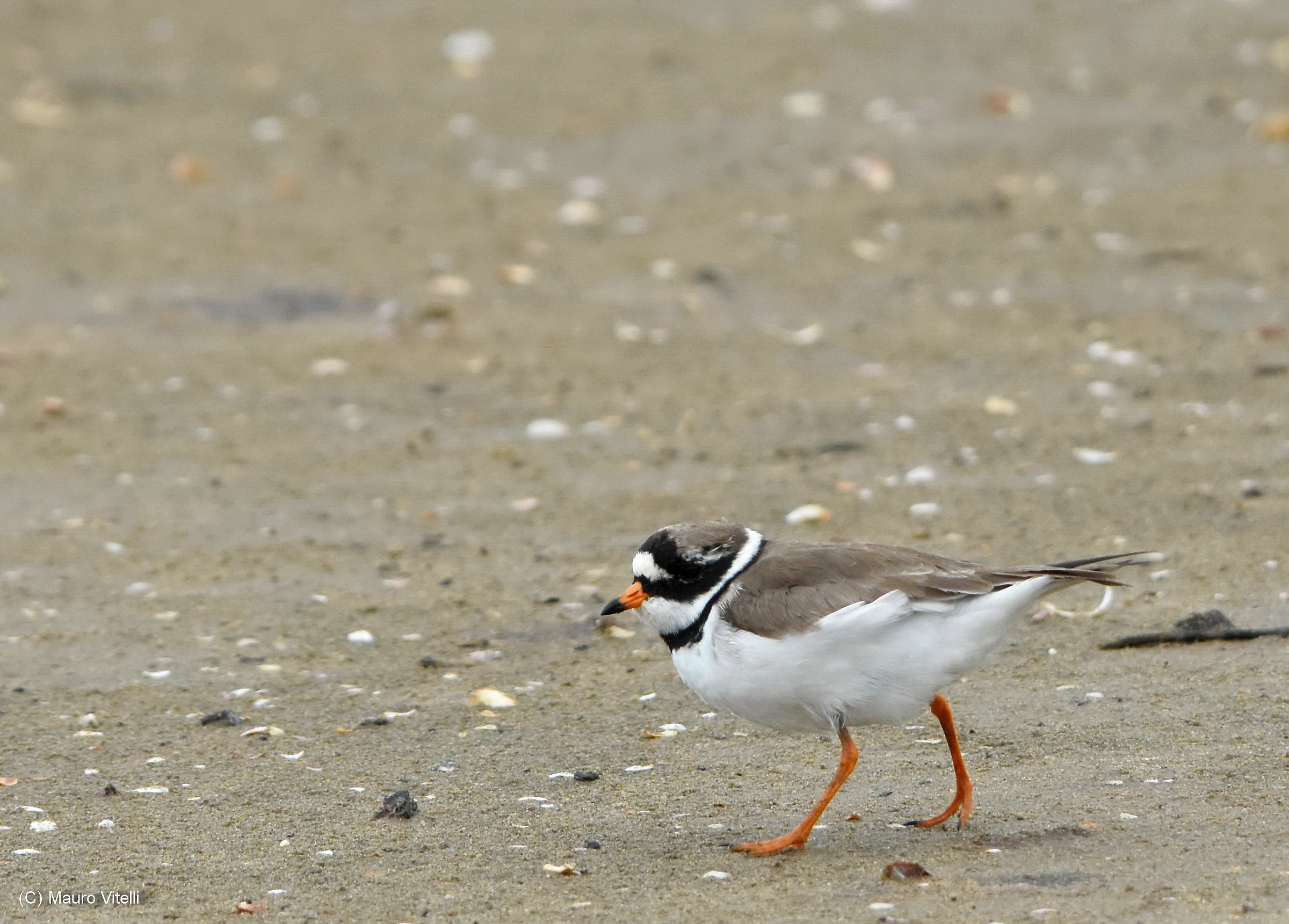Ringed Plover