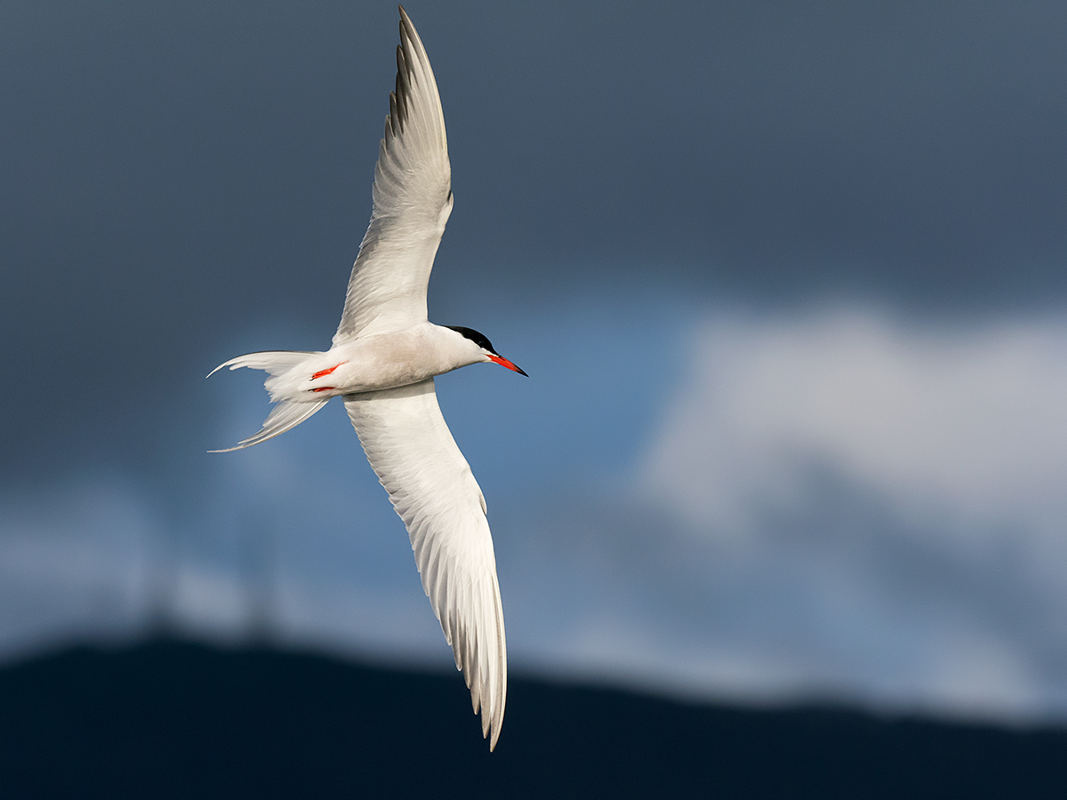 Tern in flight