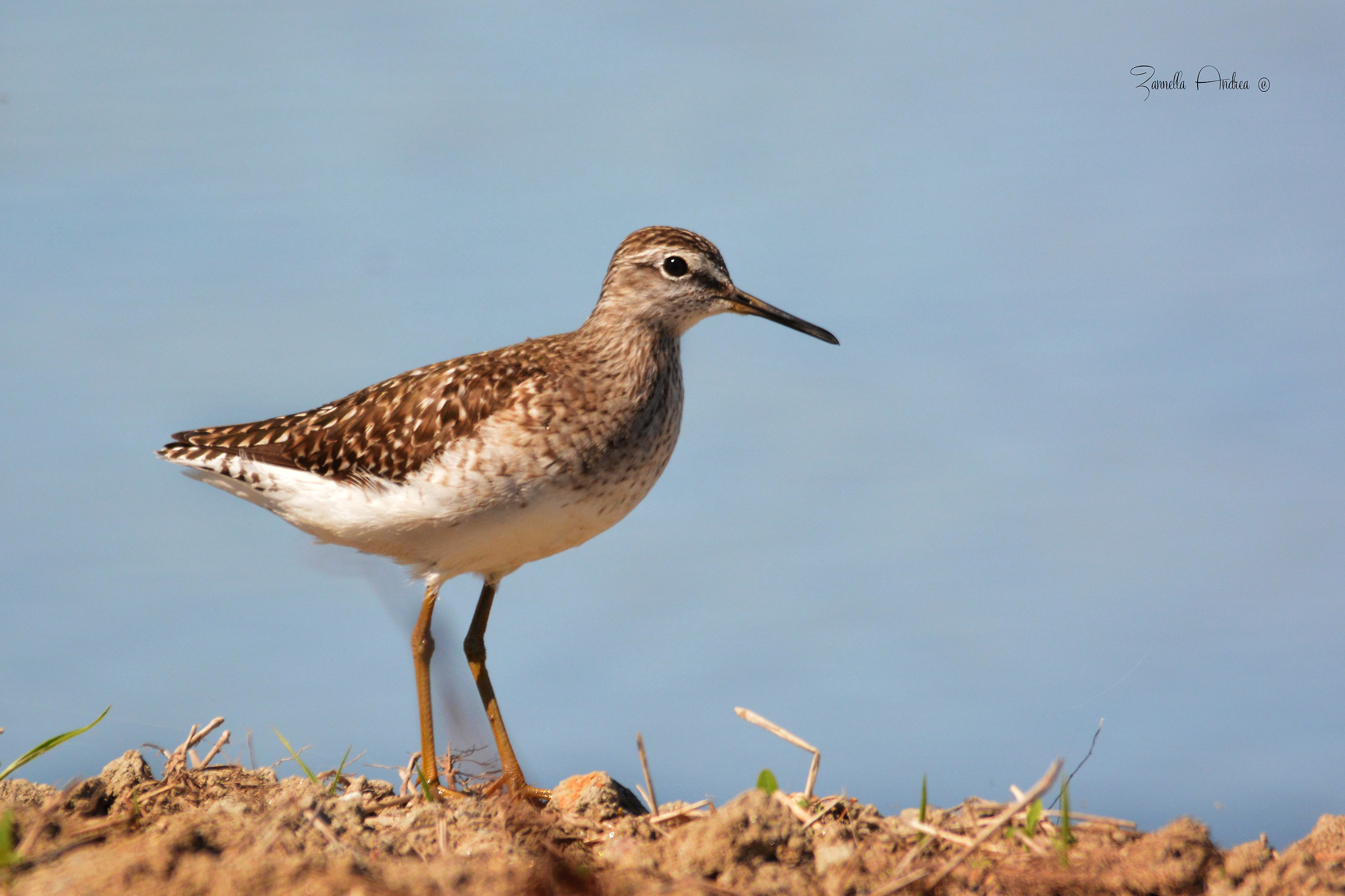 Wood Sandpiper