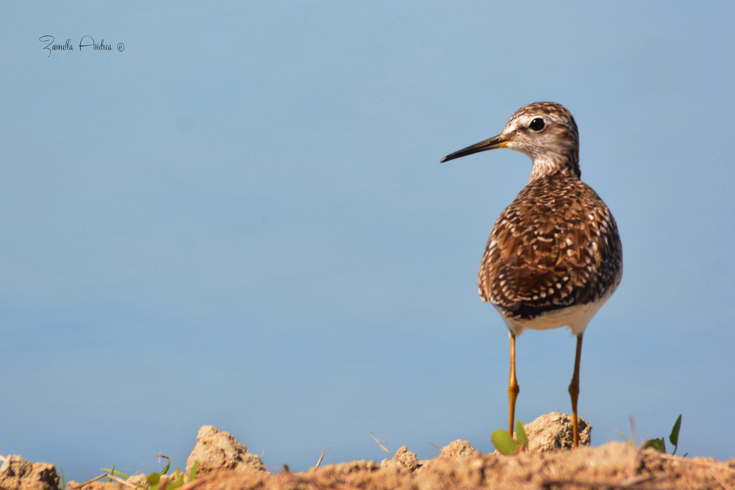 Wood Sandpiper