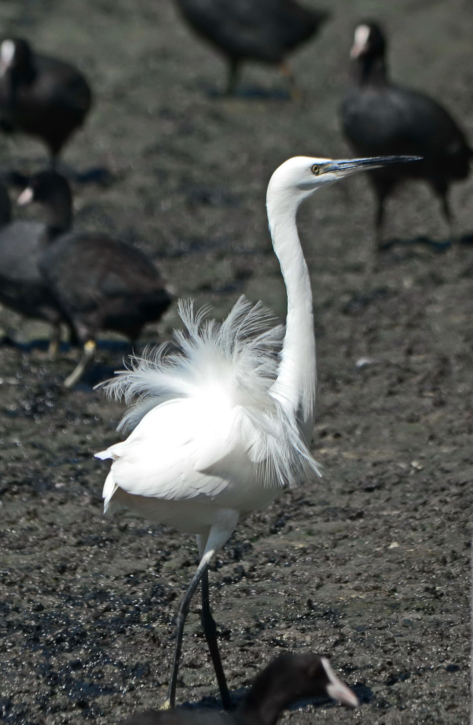 The dancer among the coots