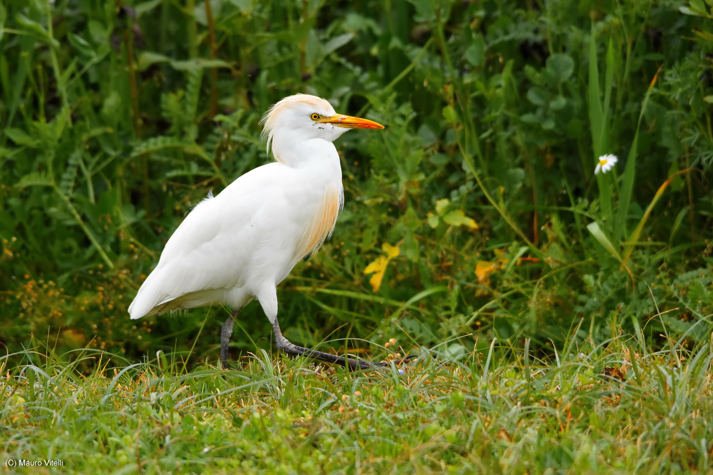 Heron Egrets