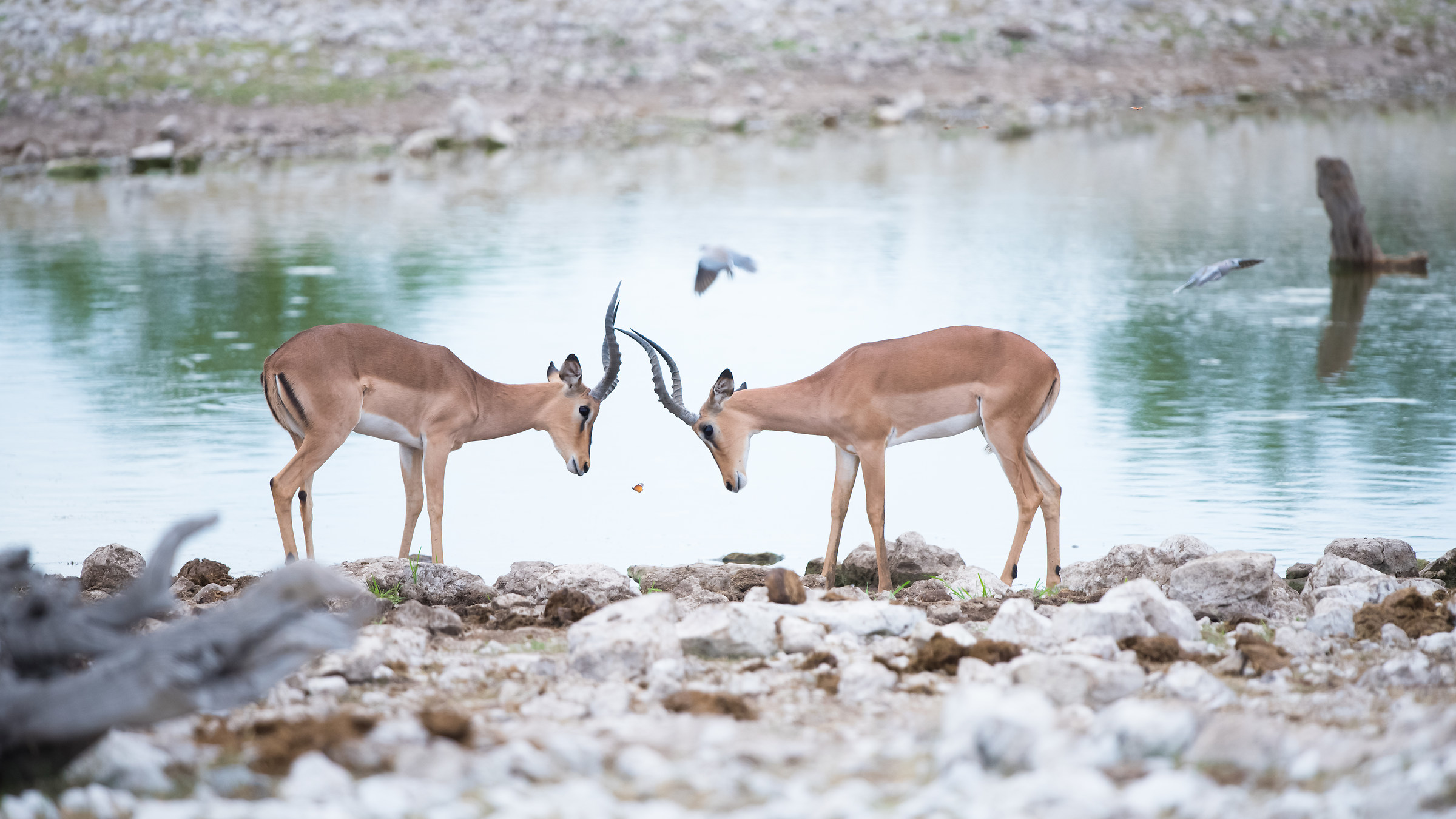 Il potere ipnotico di una farfalla