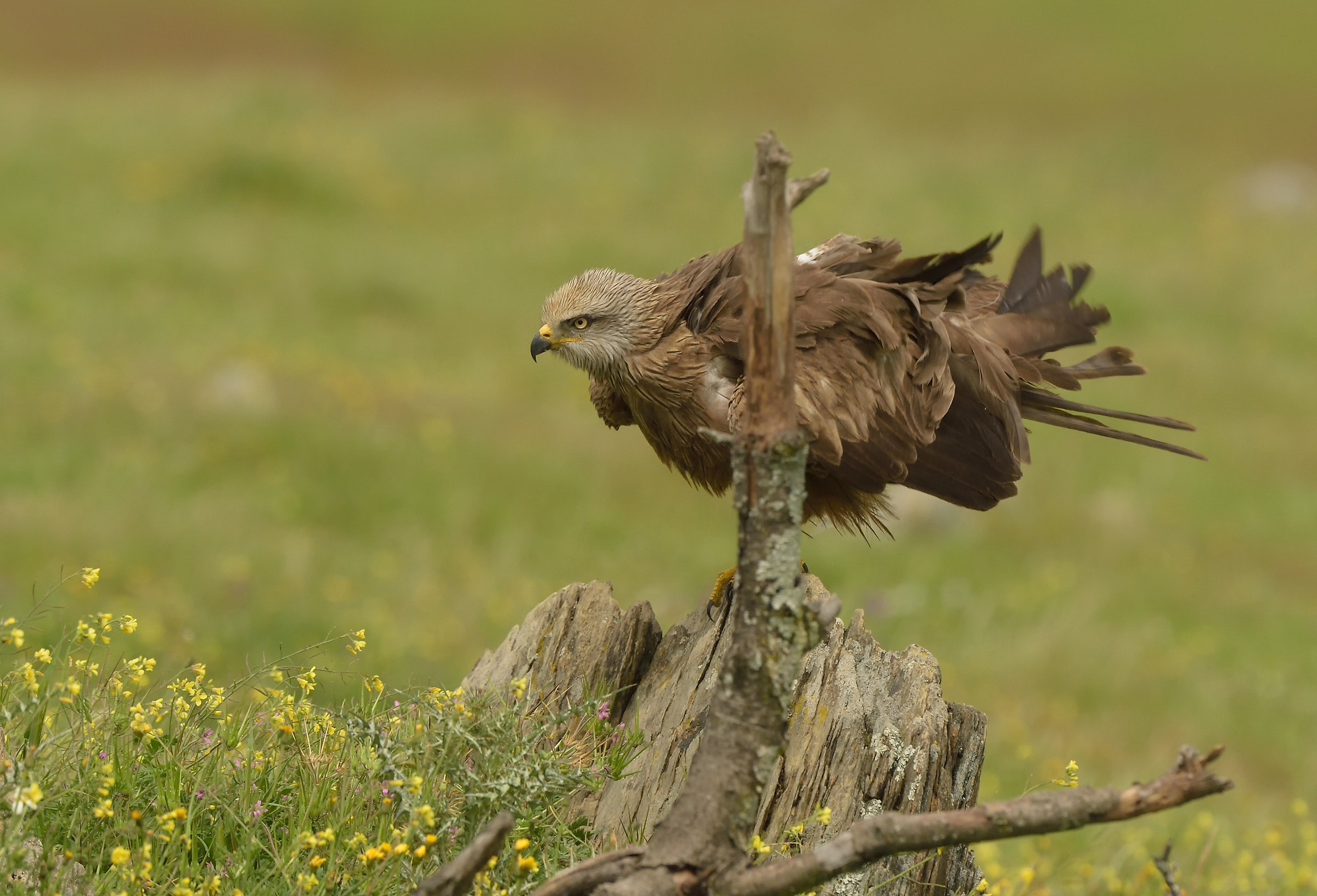 black kite