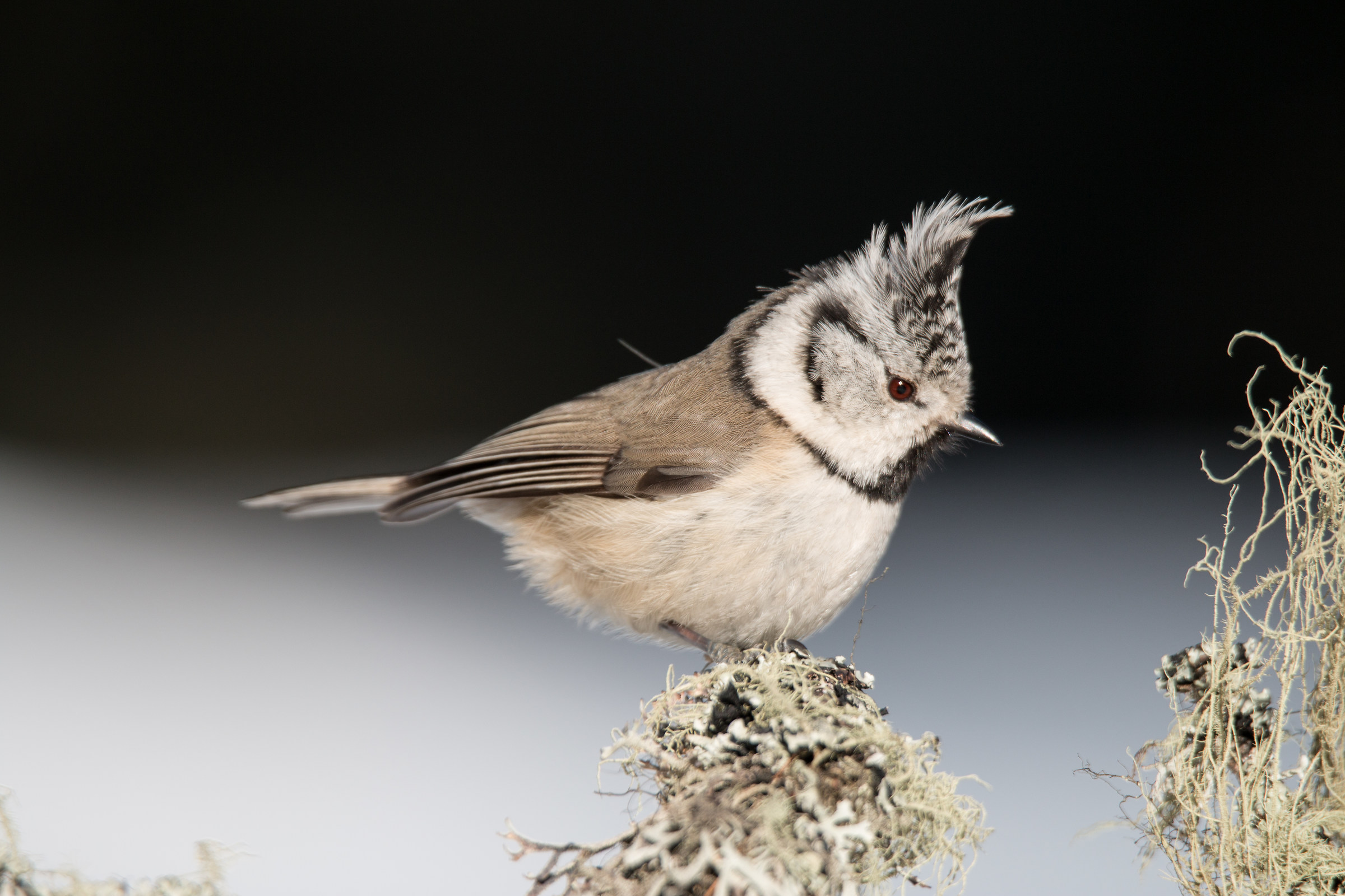 Crested Tit