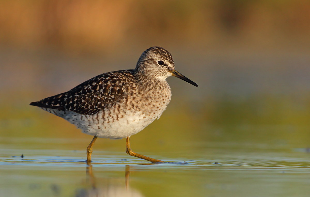 Wood Sandpiper