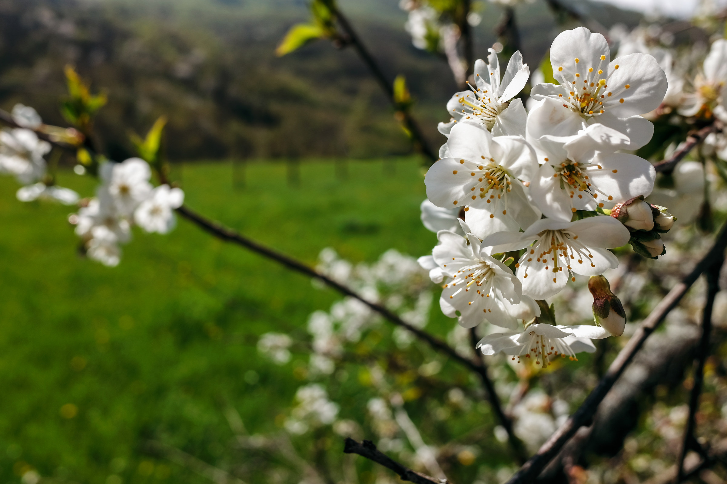 Fiori visti con Fuji
