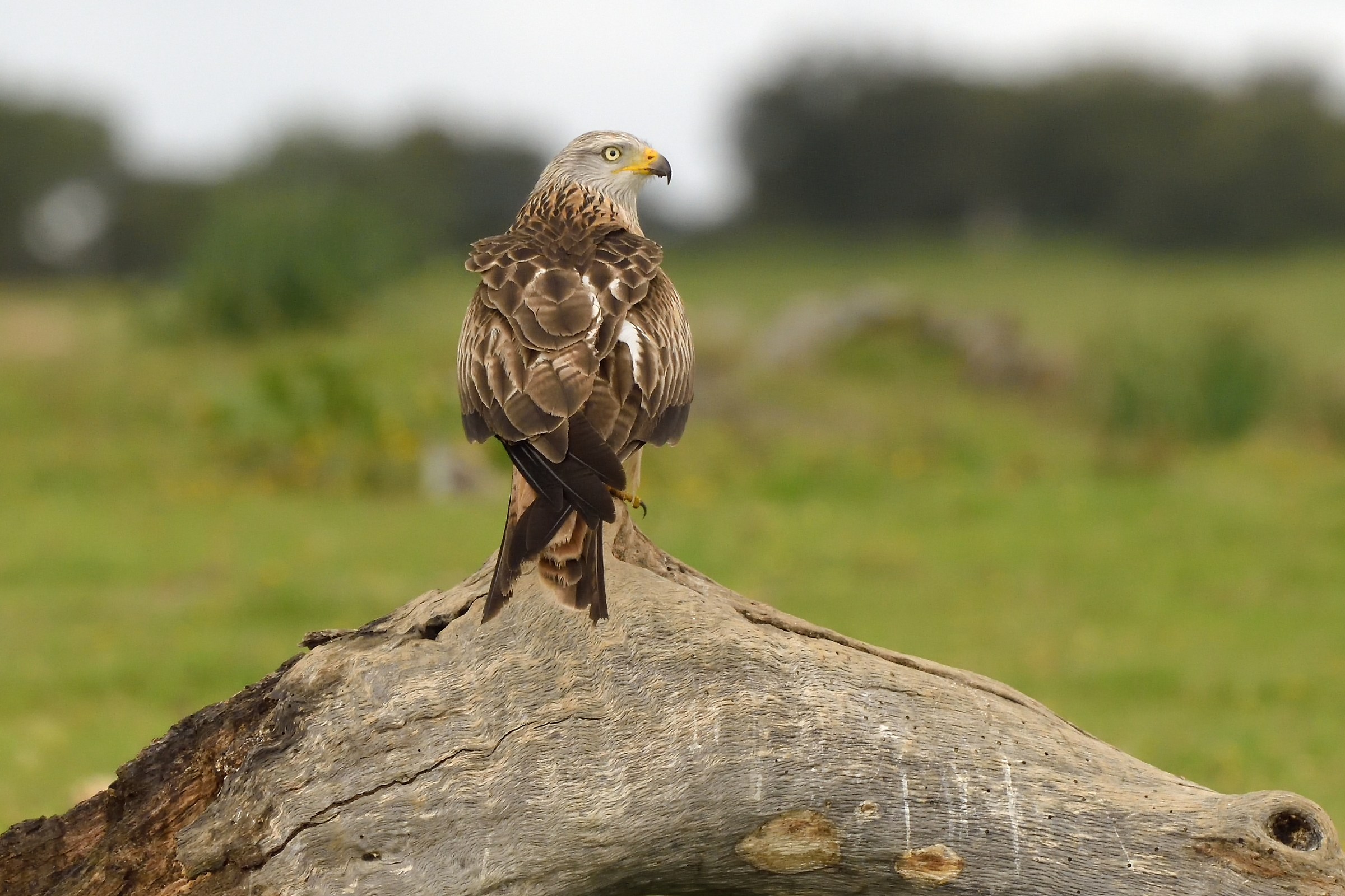 Red Kite 2