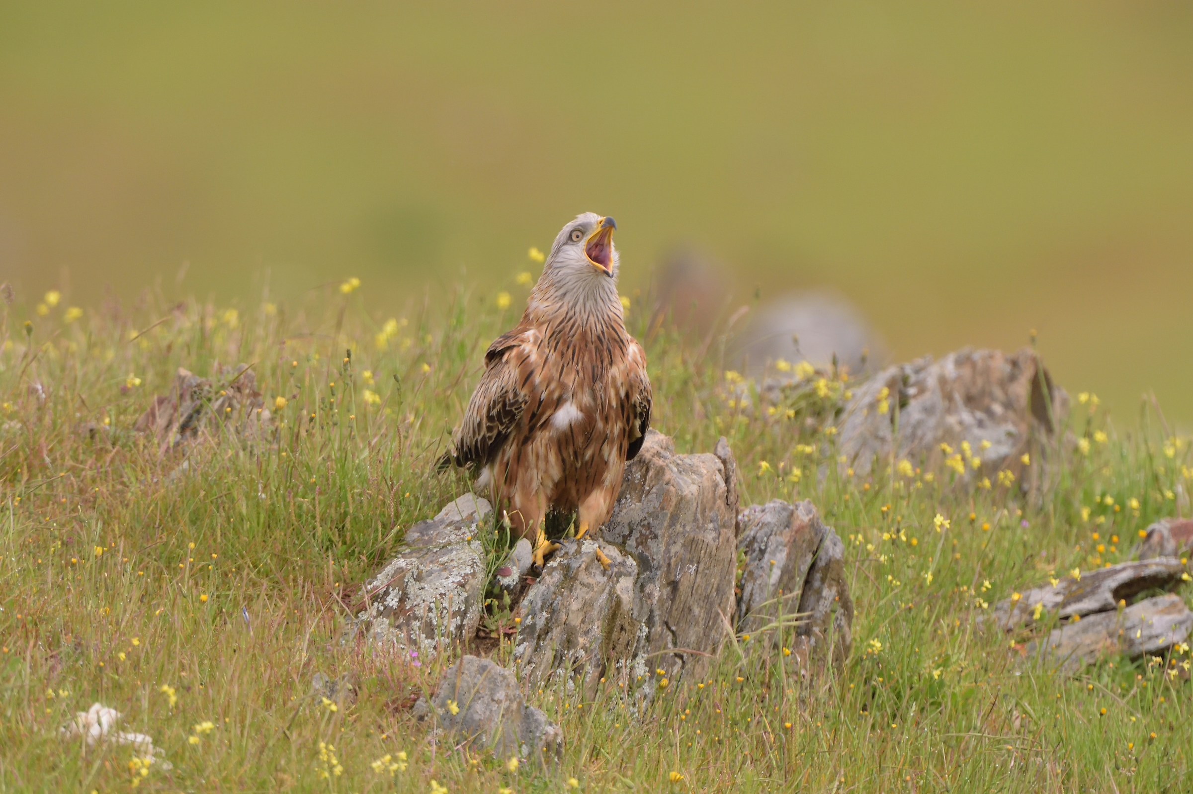 Red Kite (Nibbio Reale)