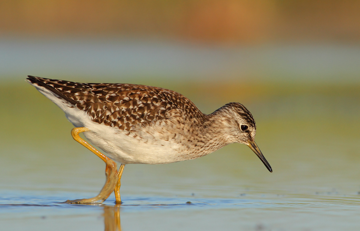 Wood Sandpiper