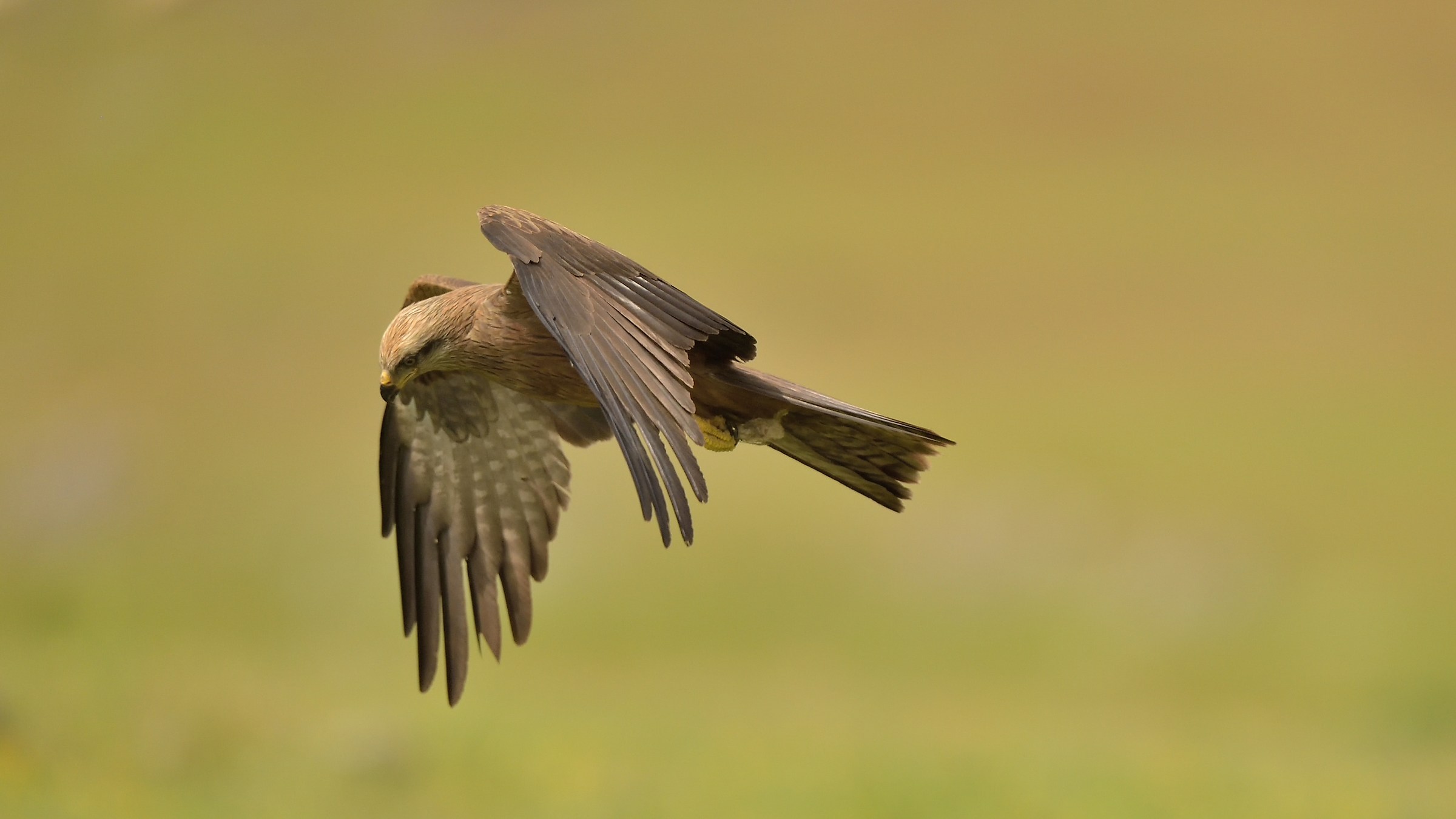 Volo del Nibbio Bruno