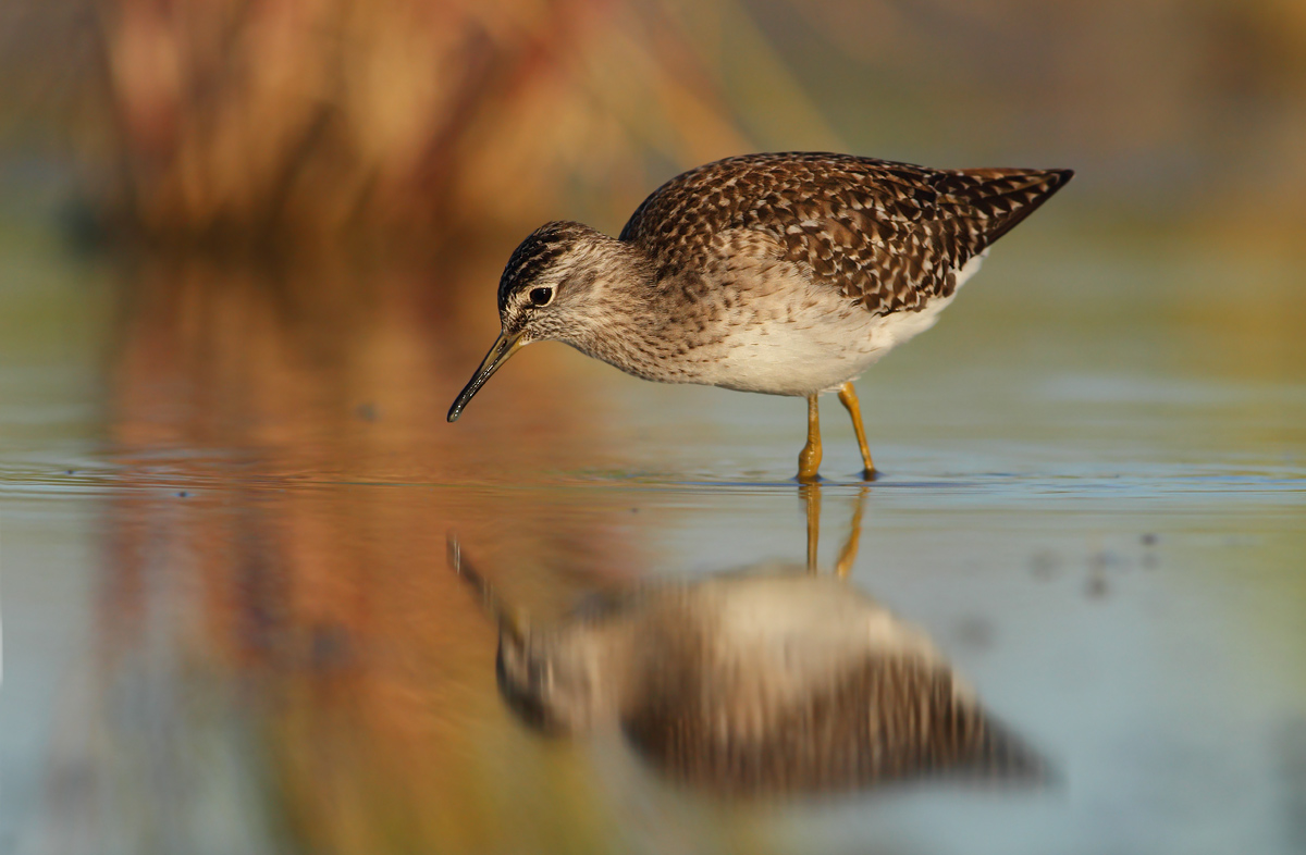 Wood Sandpiper