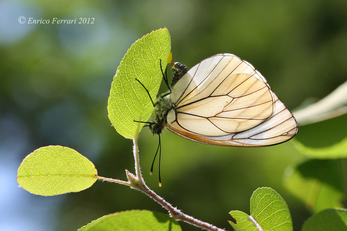 Aporia crataegi, Pieridae
