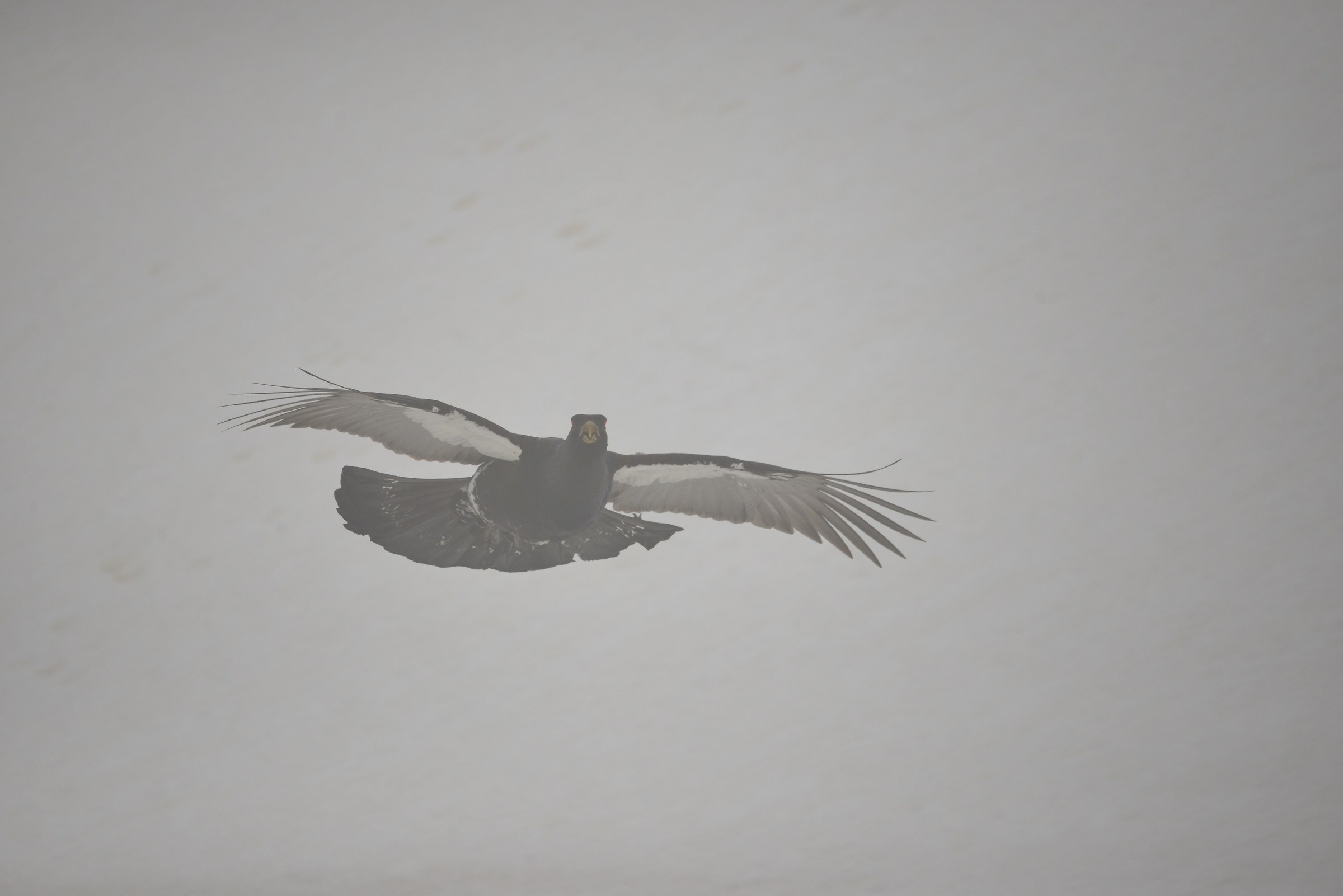 il volo del cedrone tra la nebbia