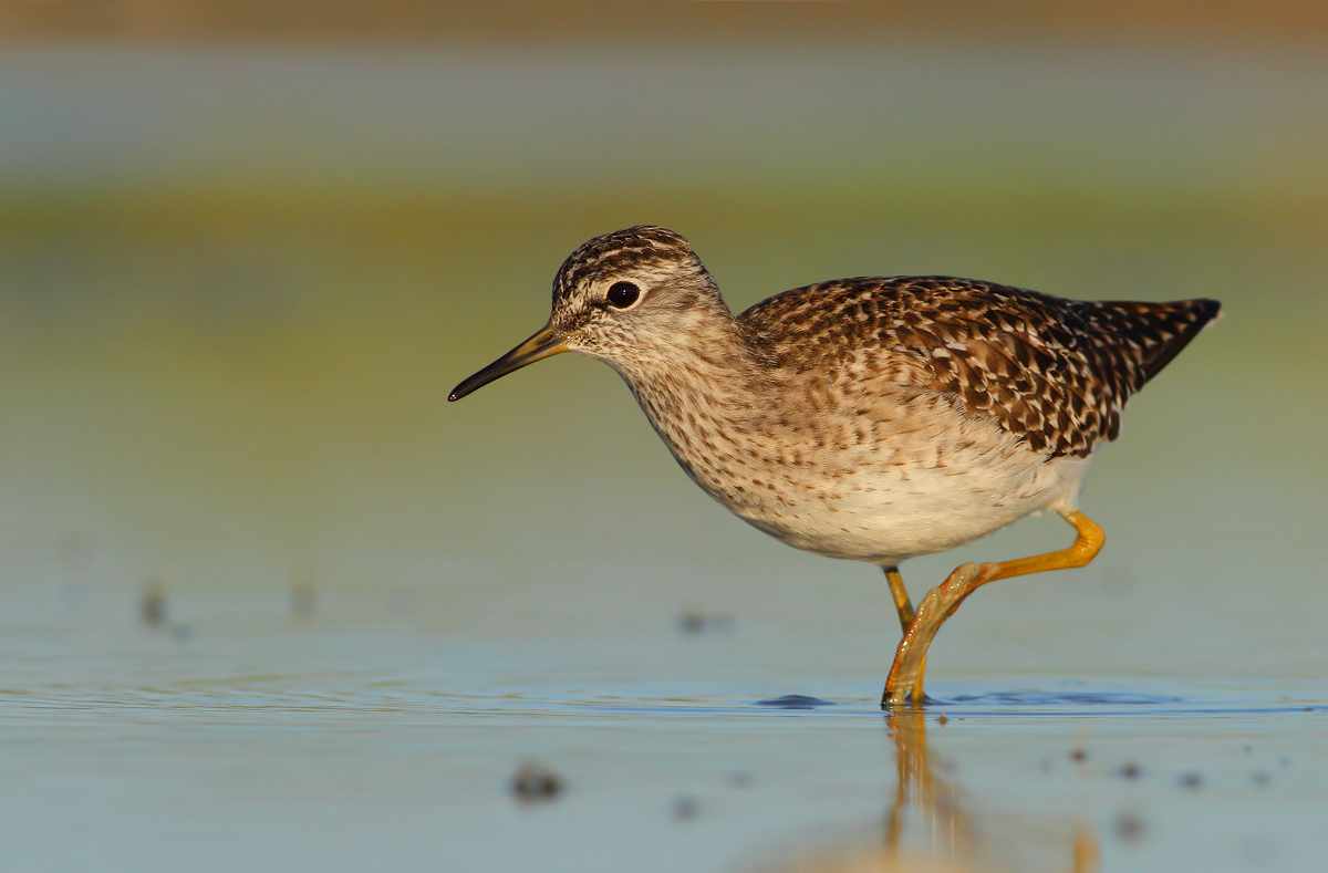 Wood Sandpiper