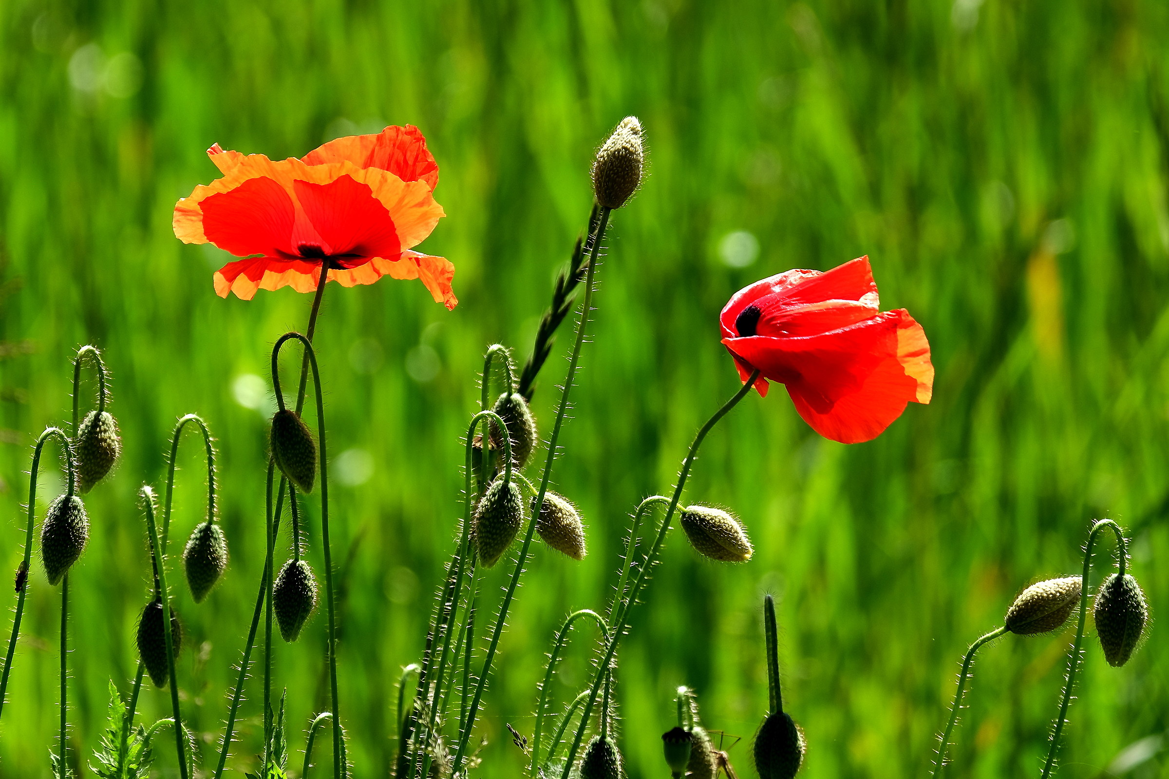 red Poppy