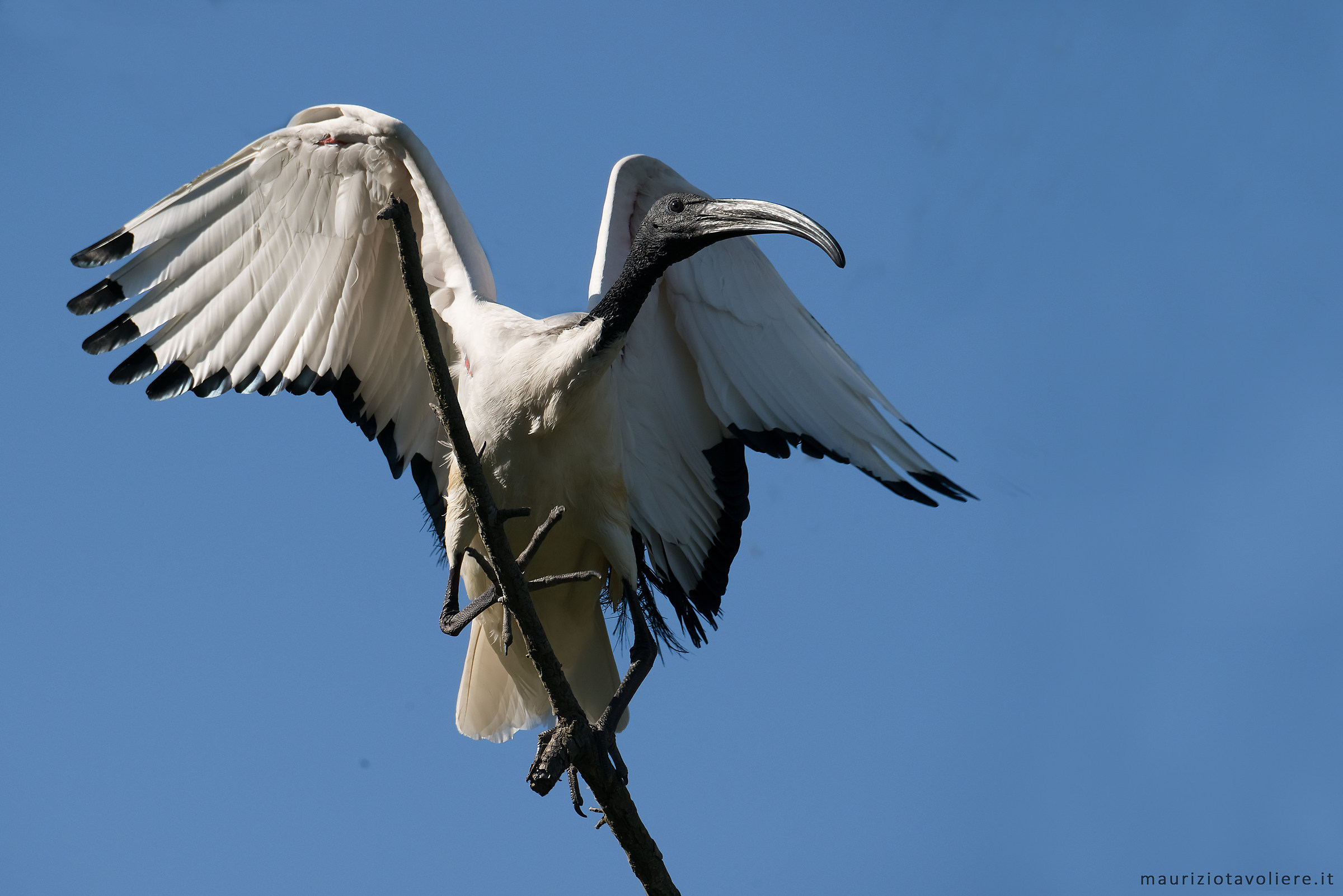 Ibis sacro ... arrivato !!  www.mauriziotavoliere.it