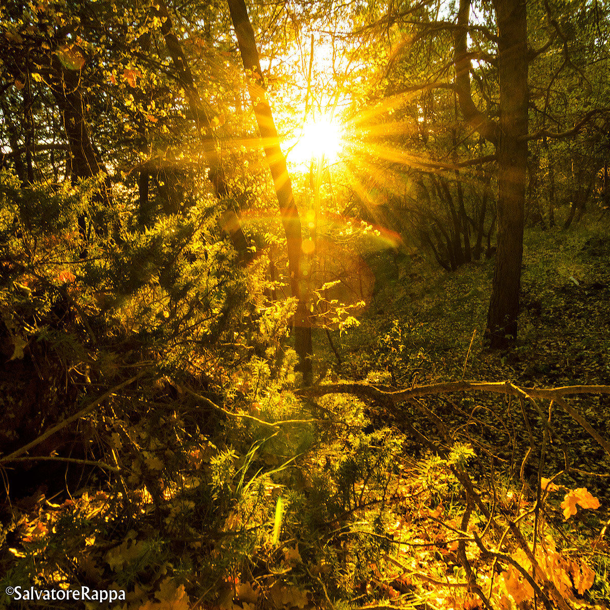 Rays through the trees