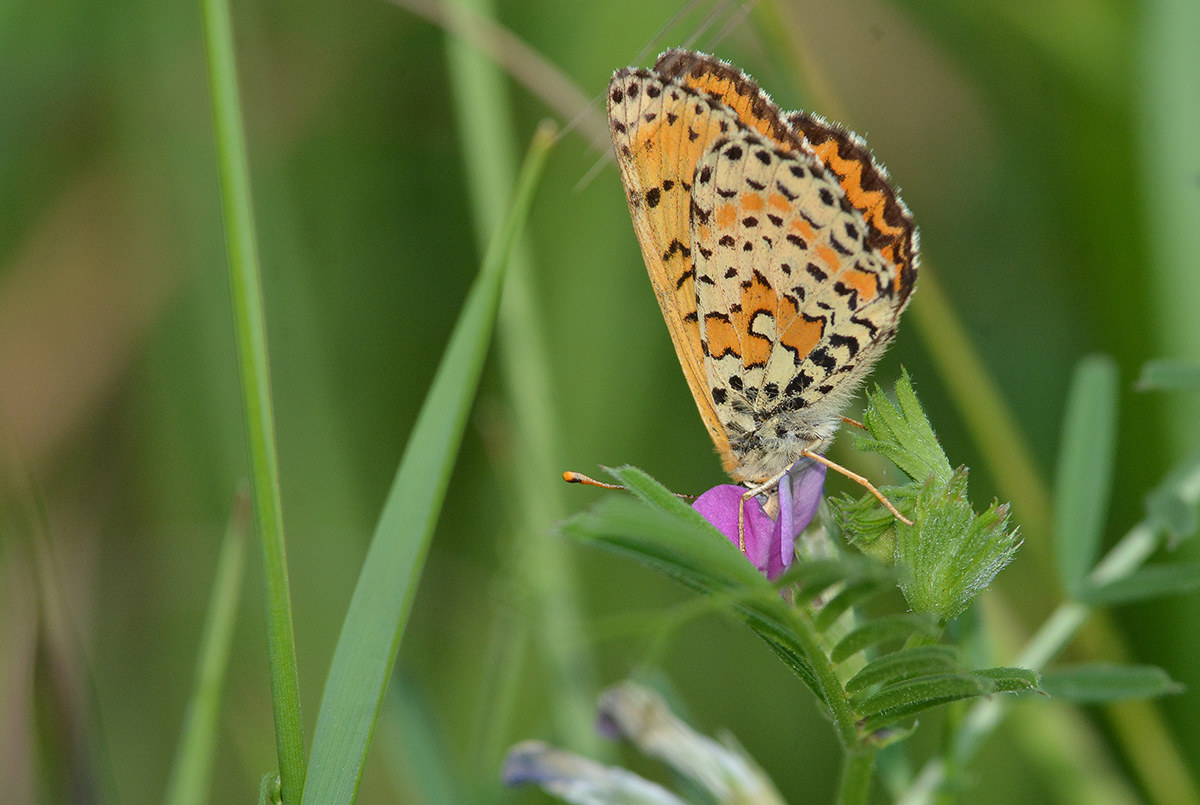 le ali della "Liberazione" Melitaea su fiore di ve...