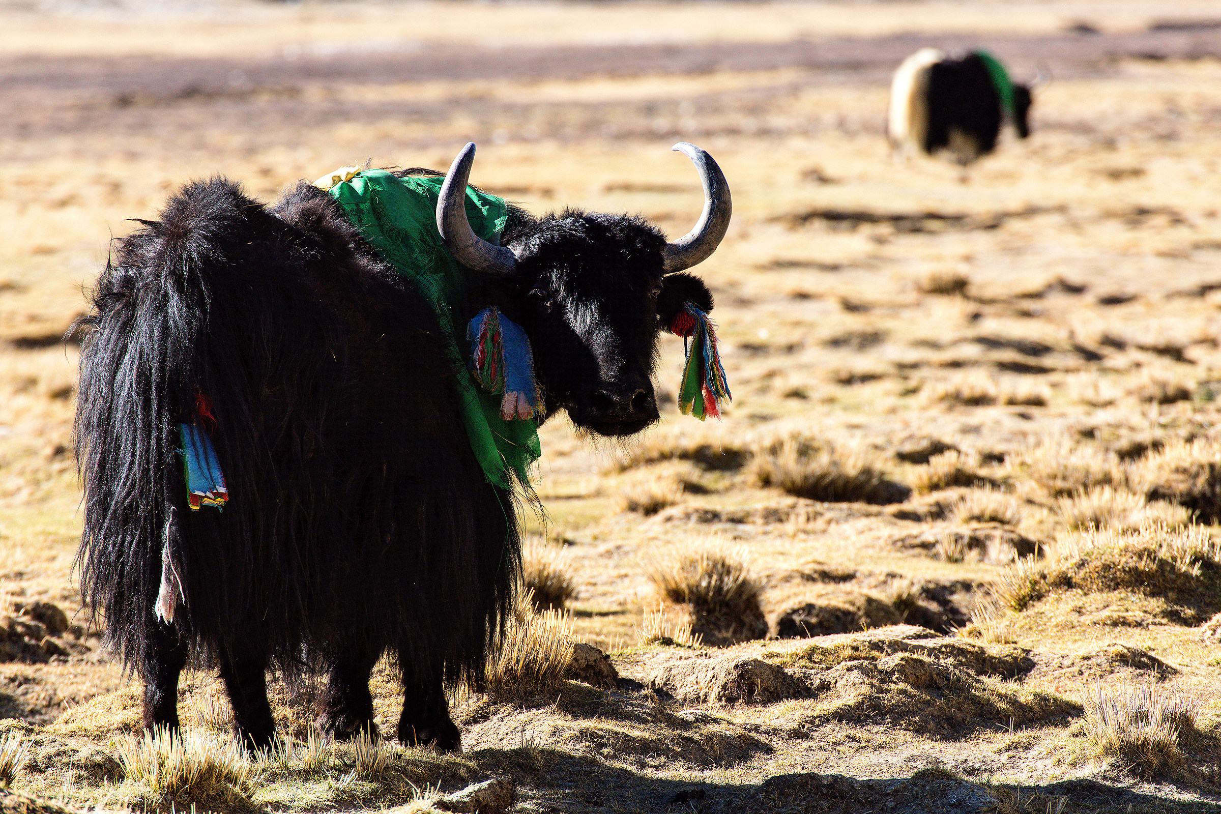 Yak