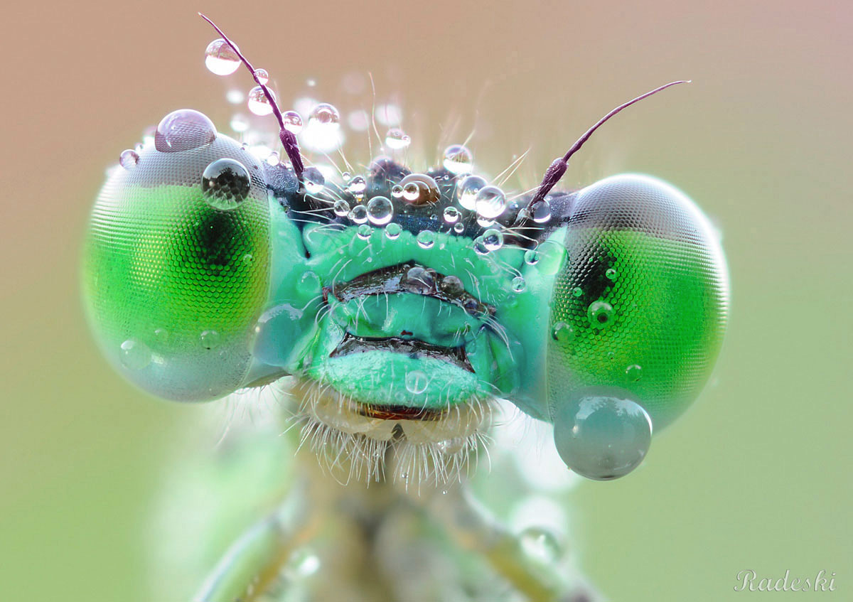 Damigella gocciolosa
