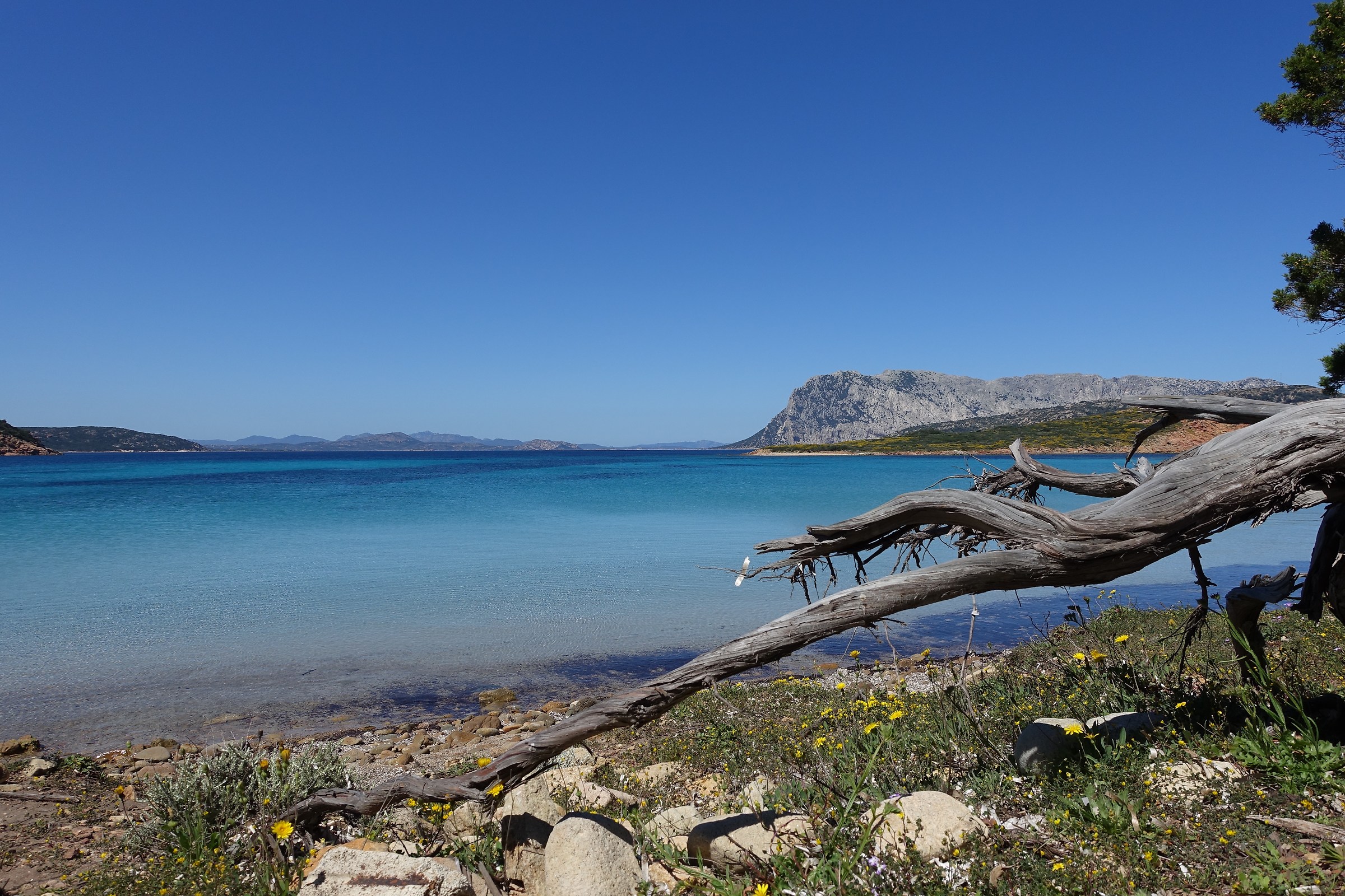 Coda Cavallo in aprile