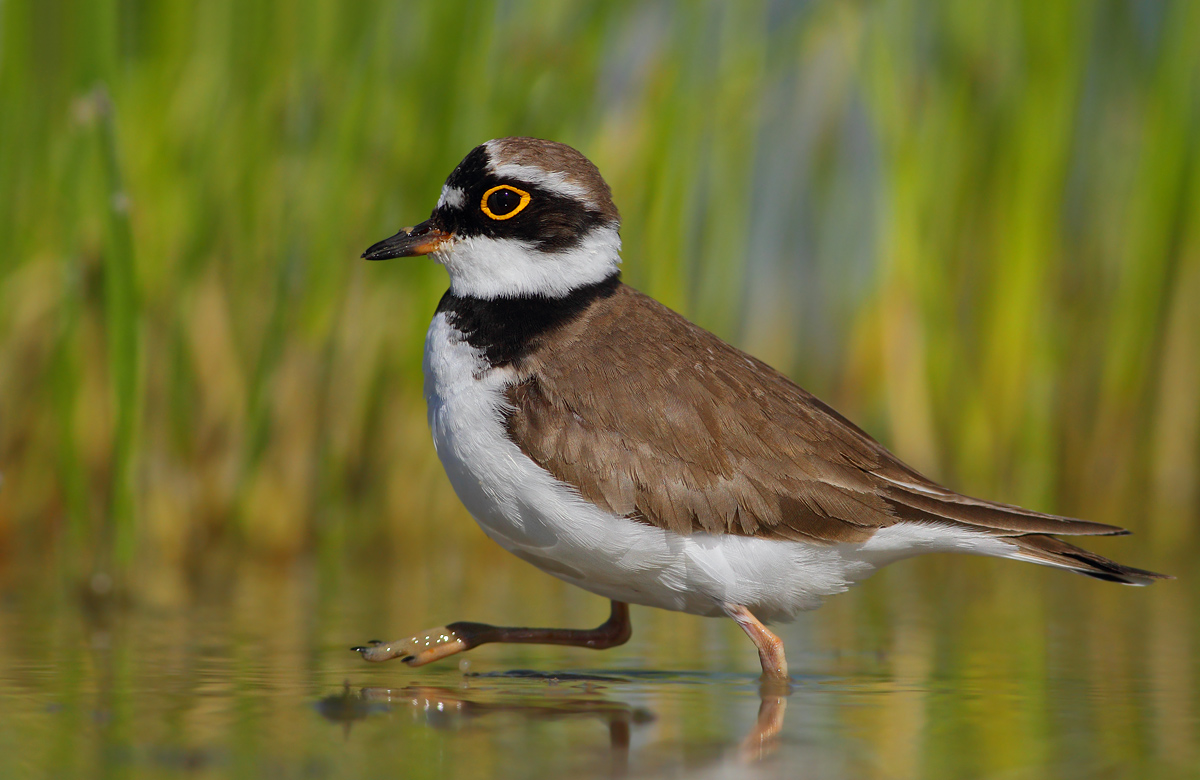 little Ringed Plover