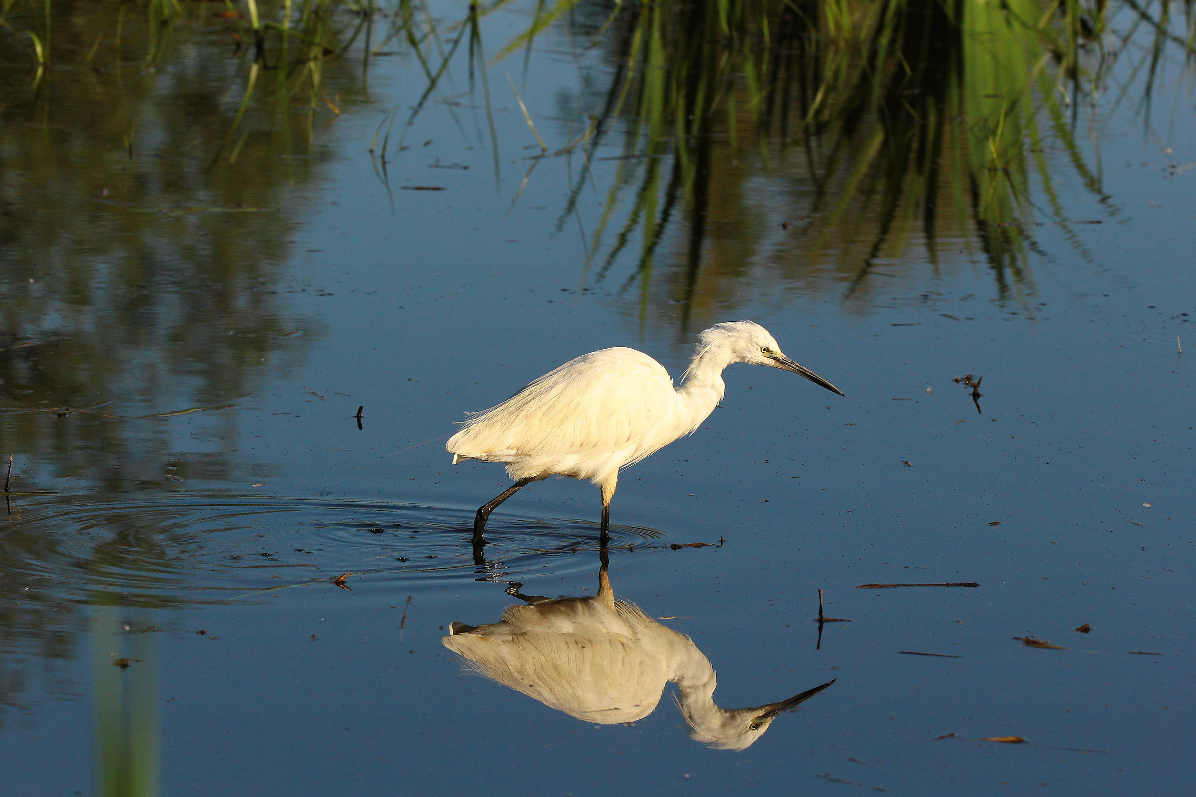 Little egret