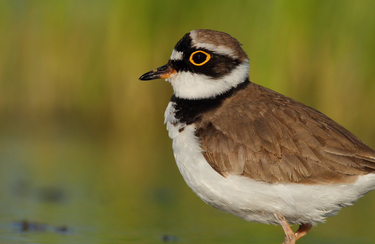 little Ringed Plover