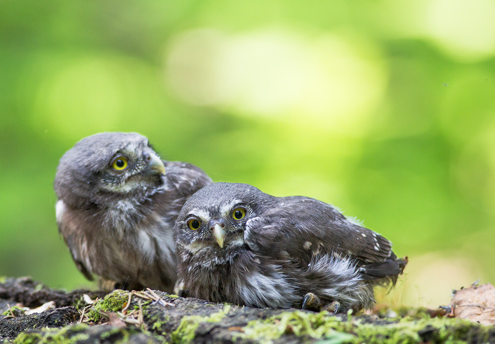 pulli di civetta nana