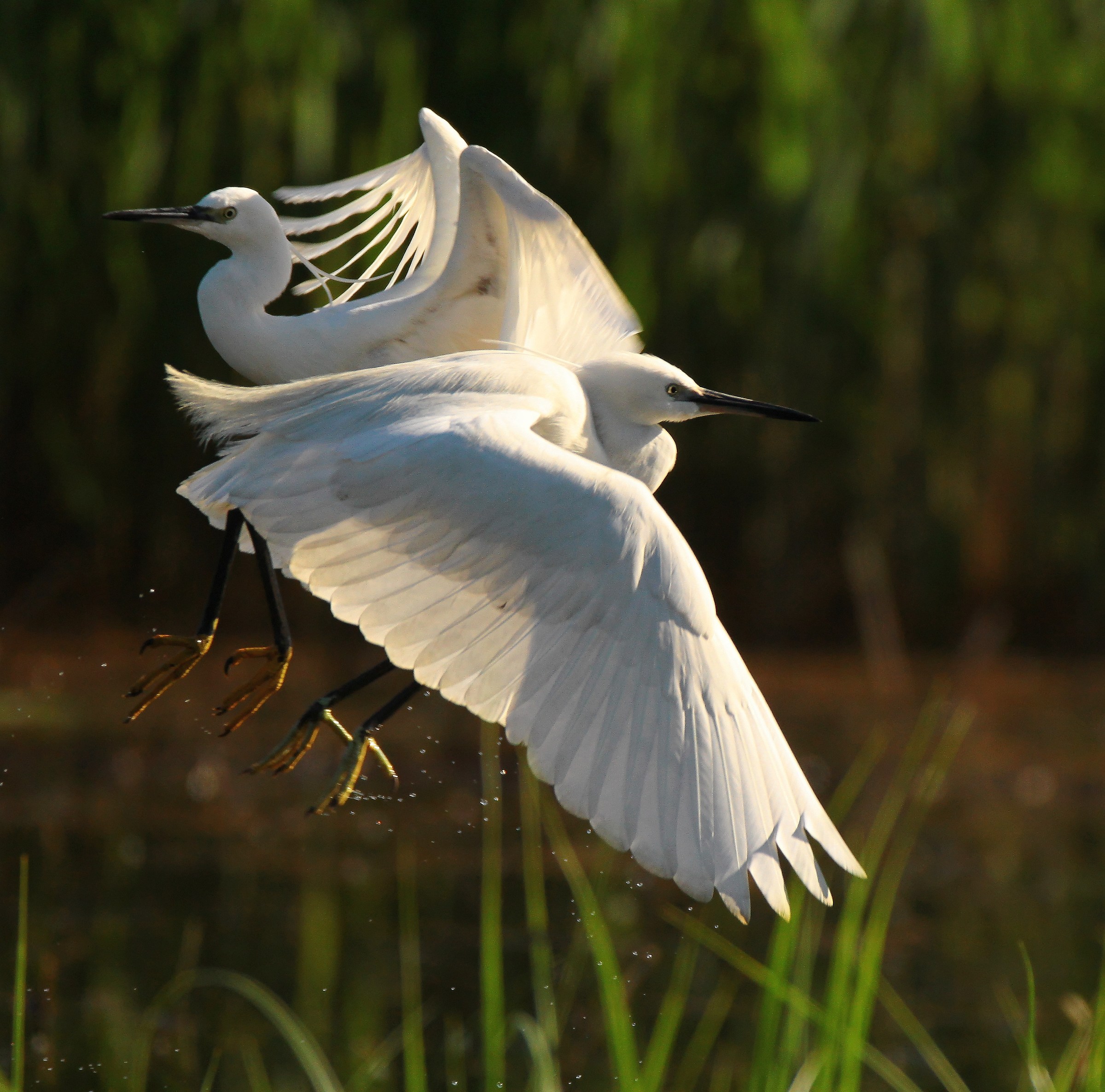 Little egret