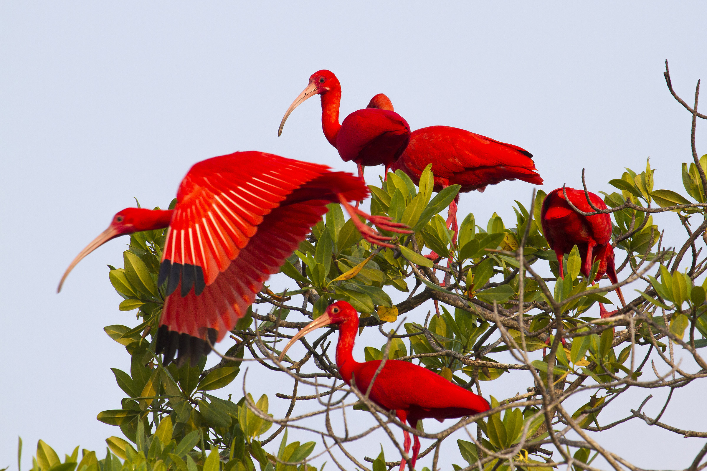 CoroCoro  ( Ibis rosso )