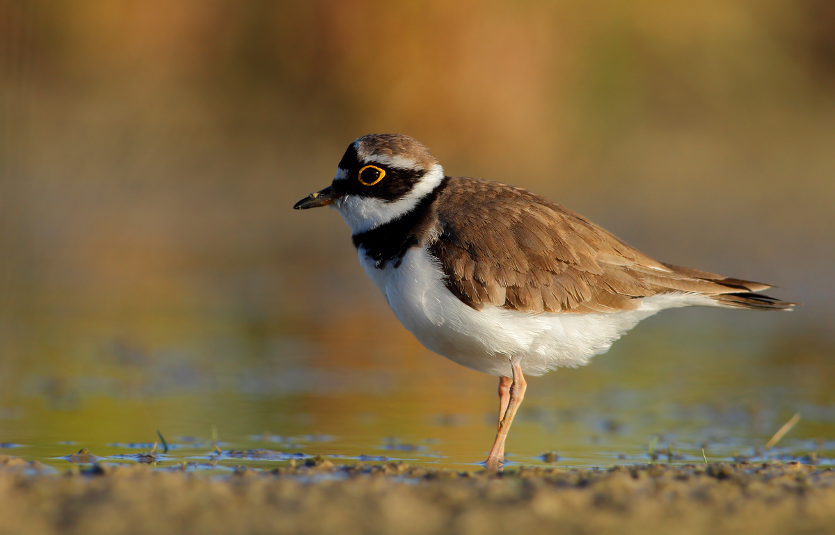 little Ringed Plover