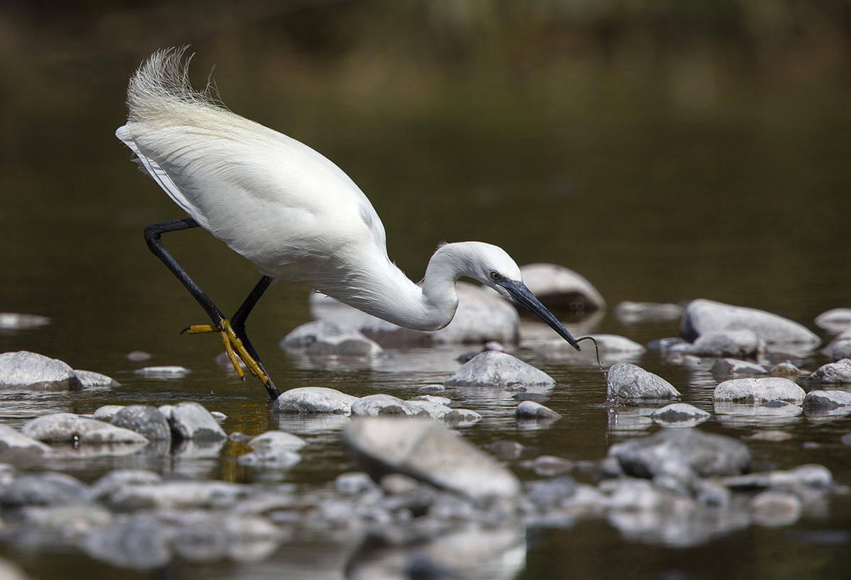 Little Egret - Little Egret
