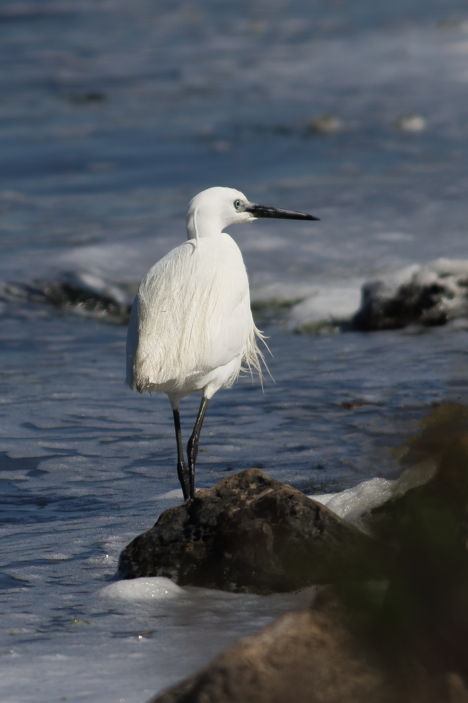 Look At Intruders (Cotton Candy)