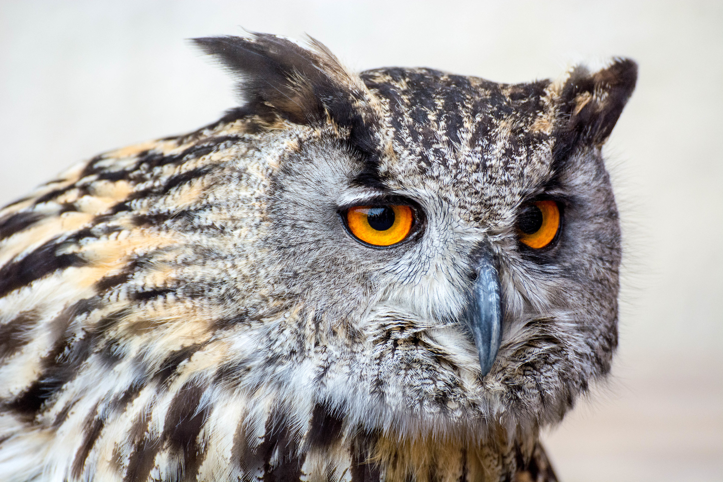 eagle owl