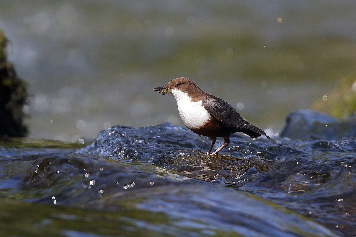 beak full belly full ....