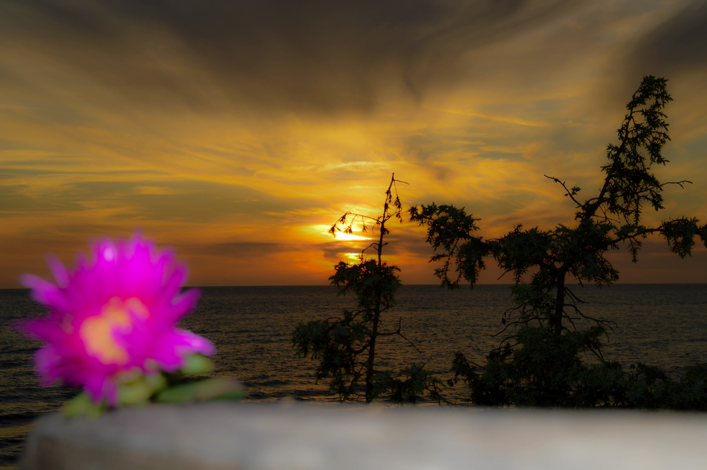 ...sei un piccolo fiore per me....