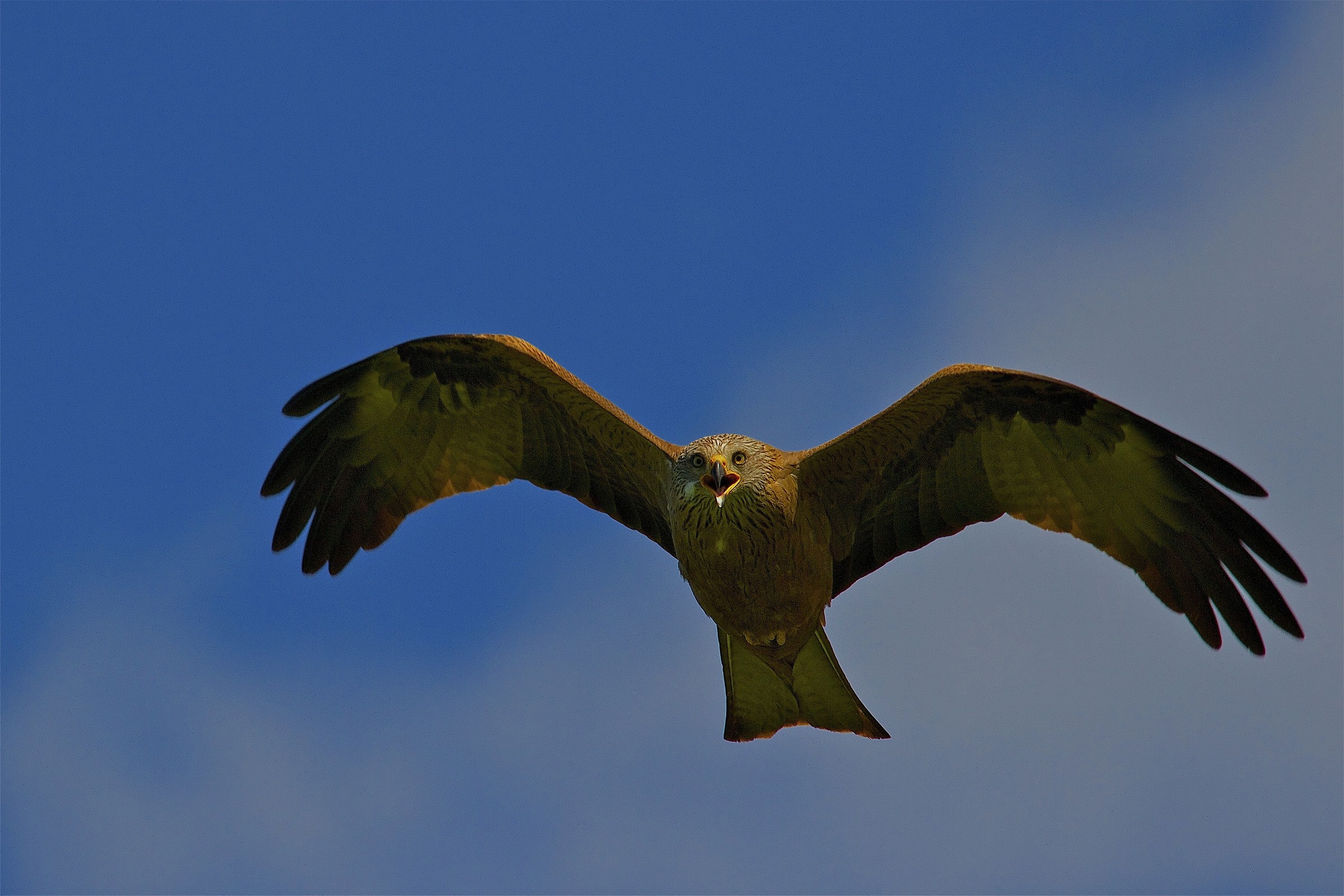 the last thing he saw the rat