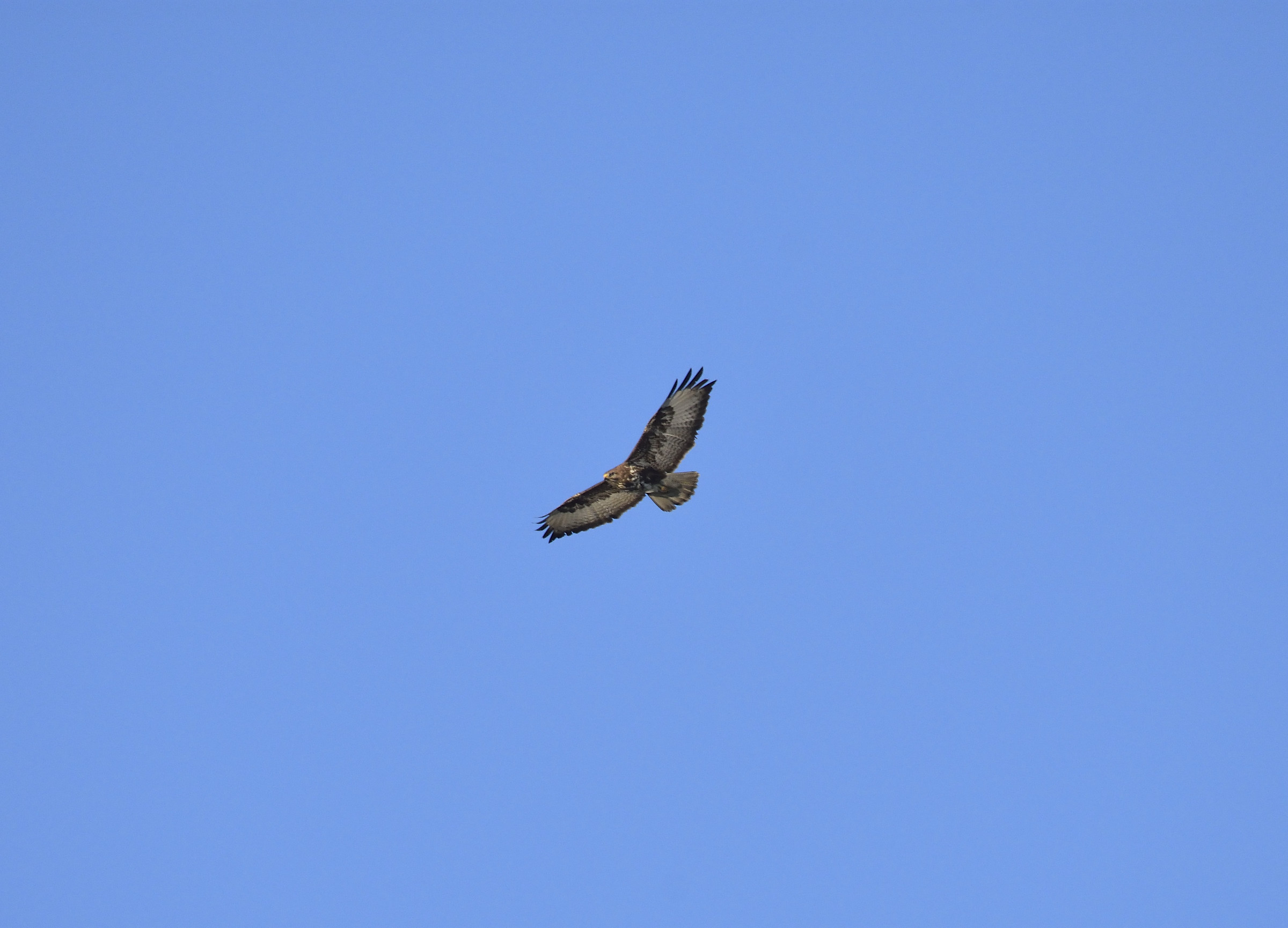 buzzard