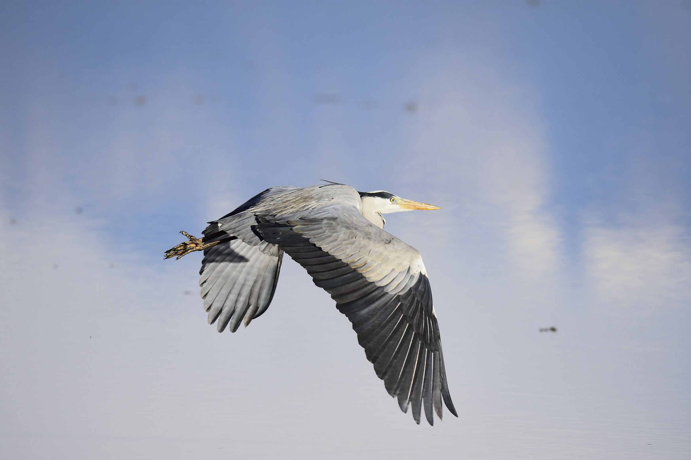 gray heron